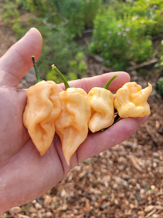 Peach Ranger Pepper Seeds.