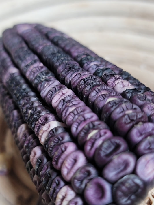 Cherokee Eagle Corn Seeds.