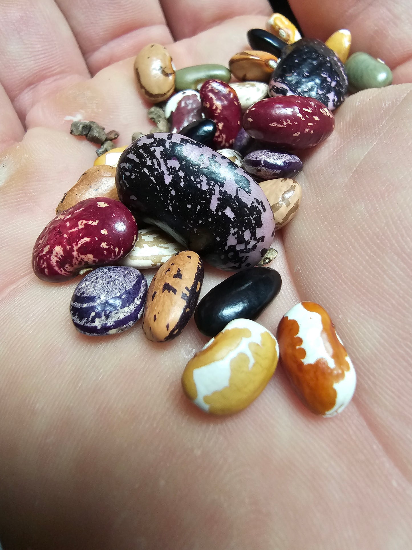 Heirloom Bean Seed Variety Pack.