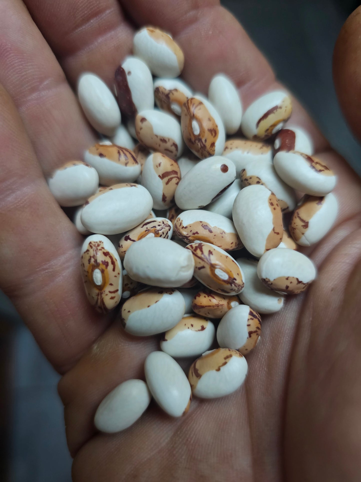 Hidatsa Shield Figure Bean Seeds