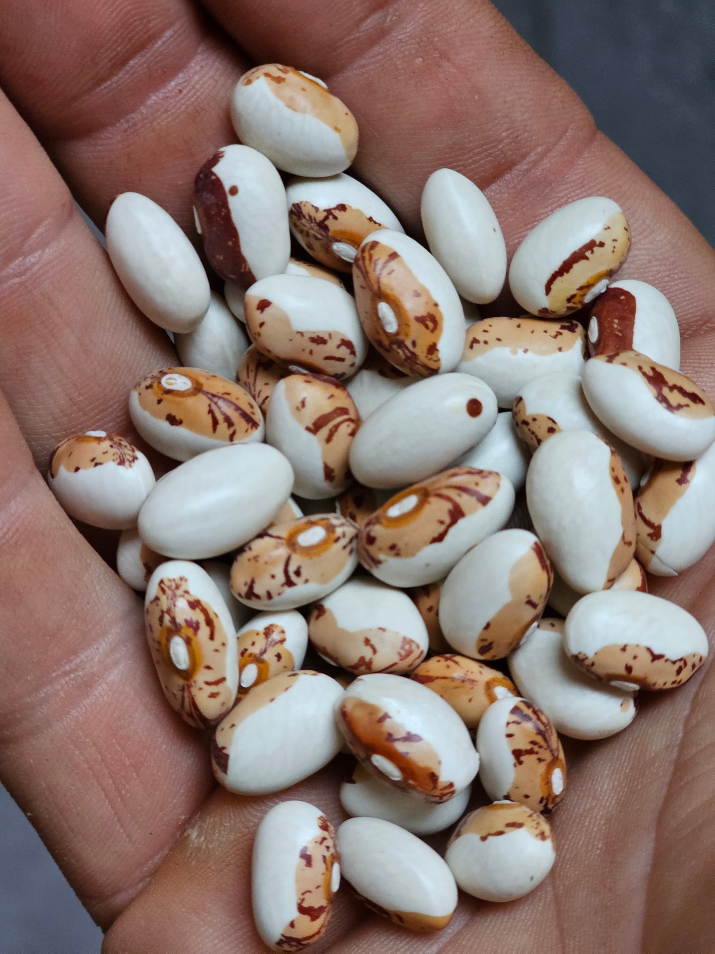 Hidatsa Shield Figure Bean Seeds