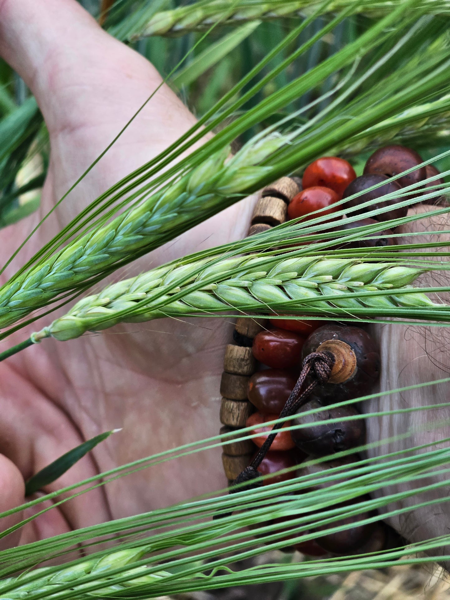 Black Hulless Barley Seeds.