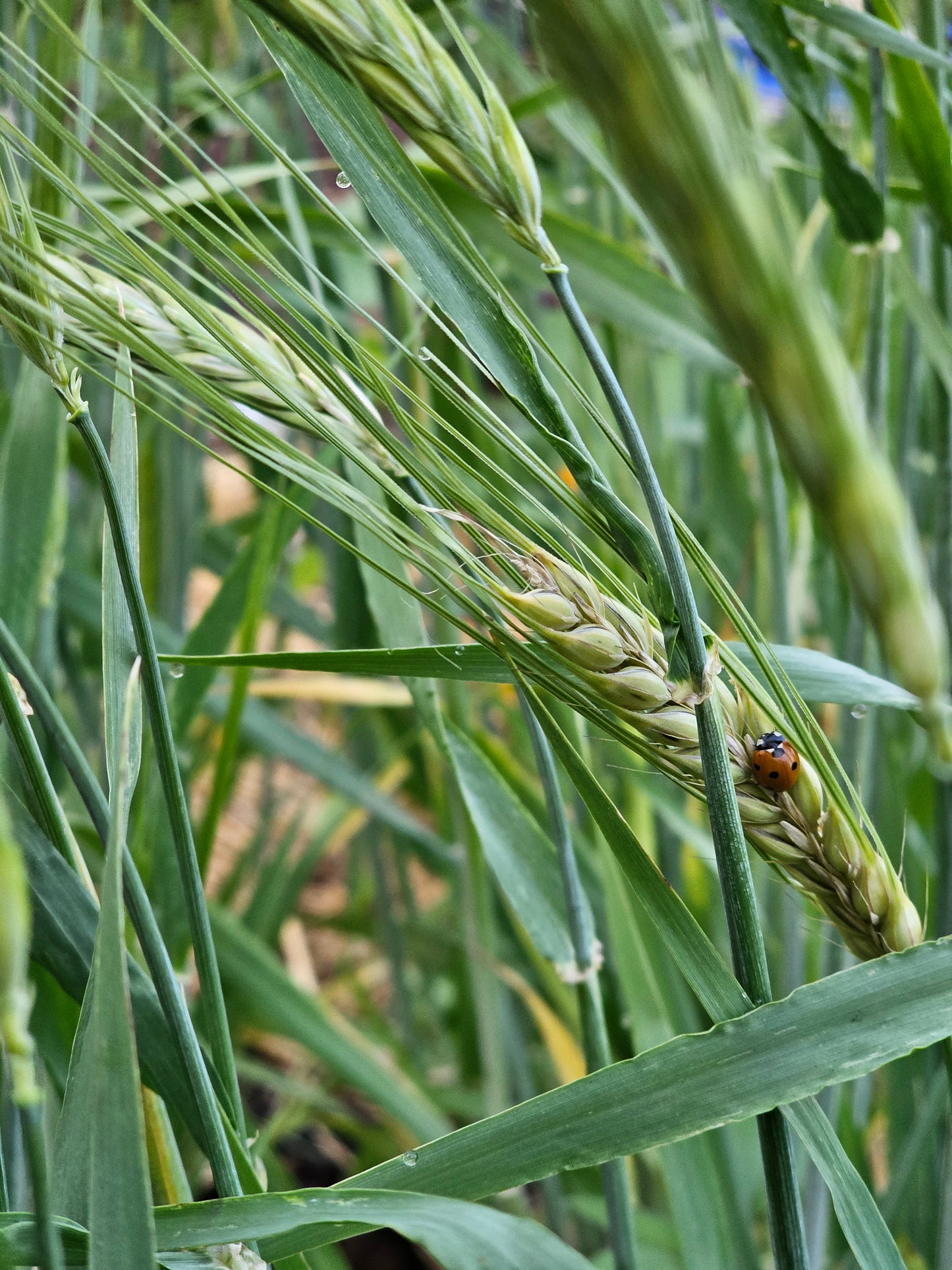 Black Hulless Barley Seeds.