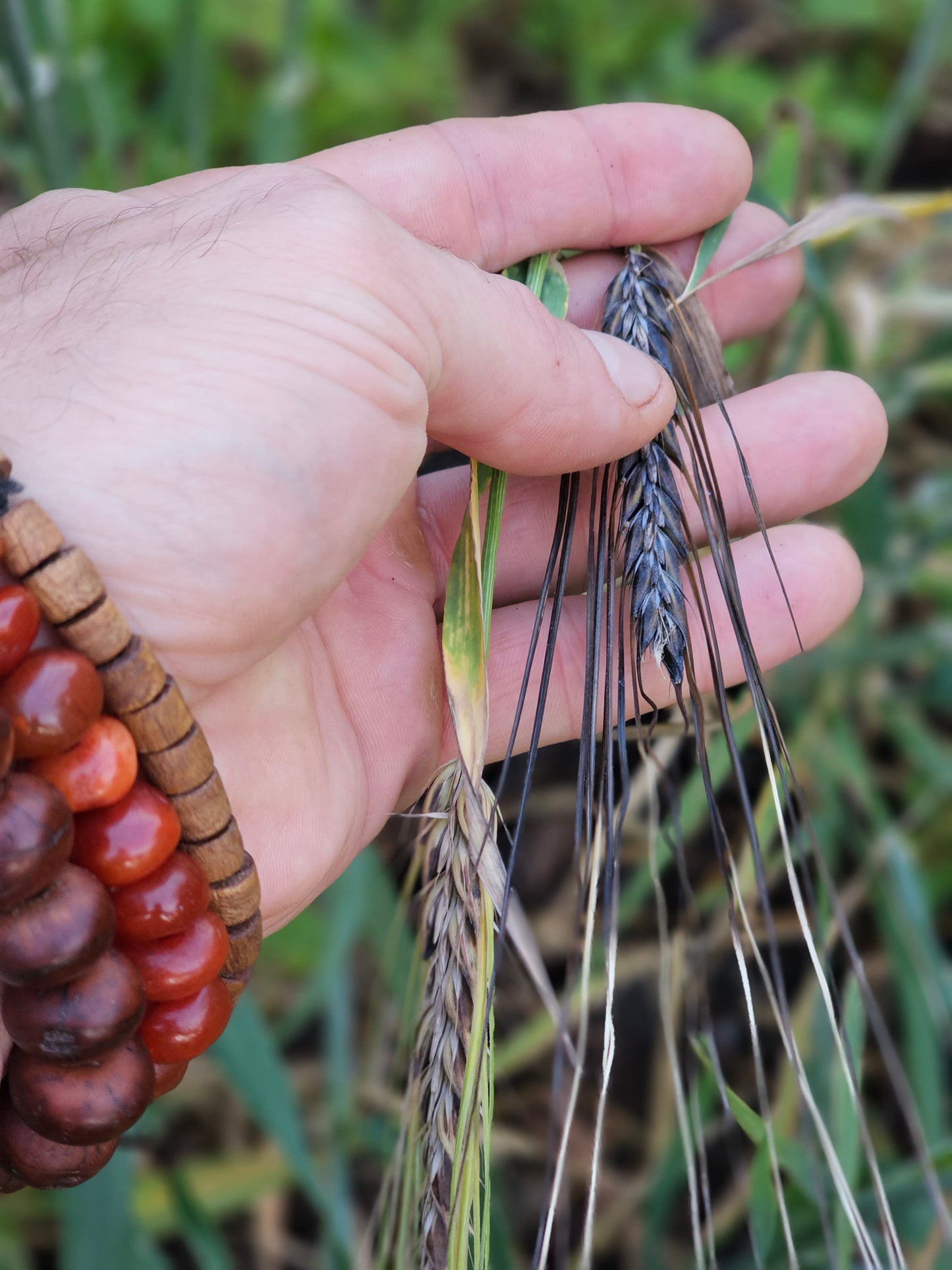 Black Hulless Barley Seeds.