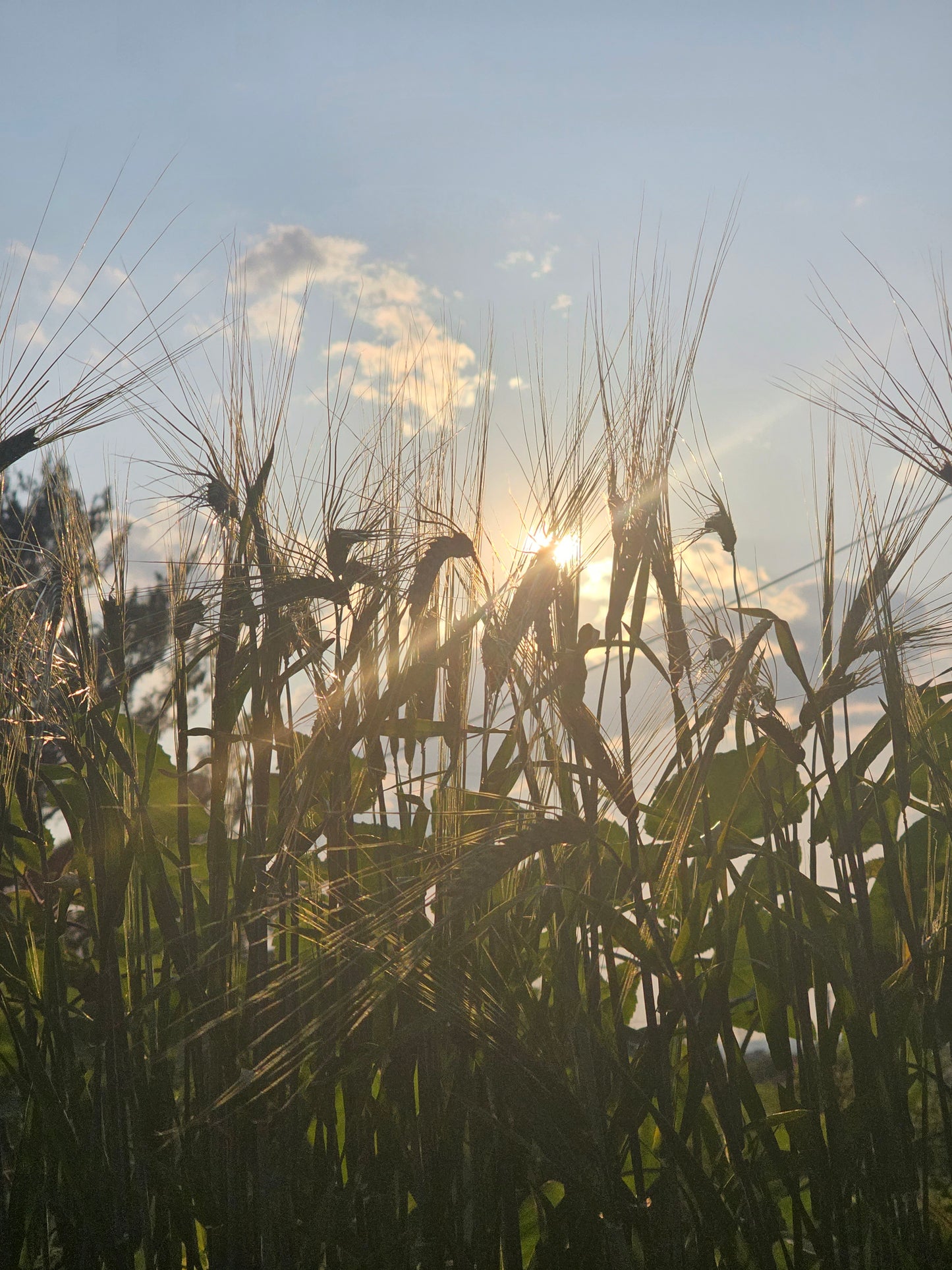 Black Hulless Barley Seeds.