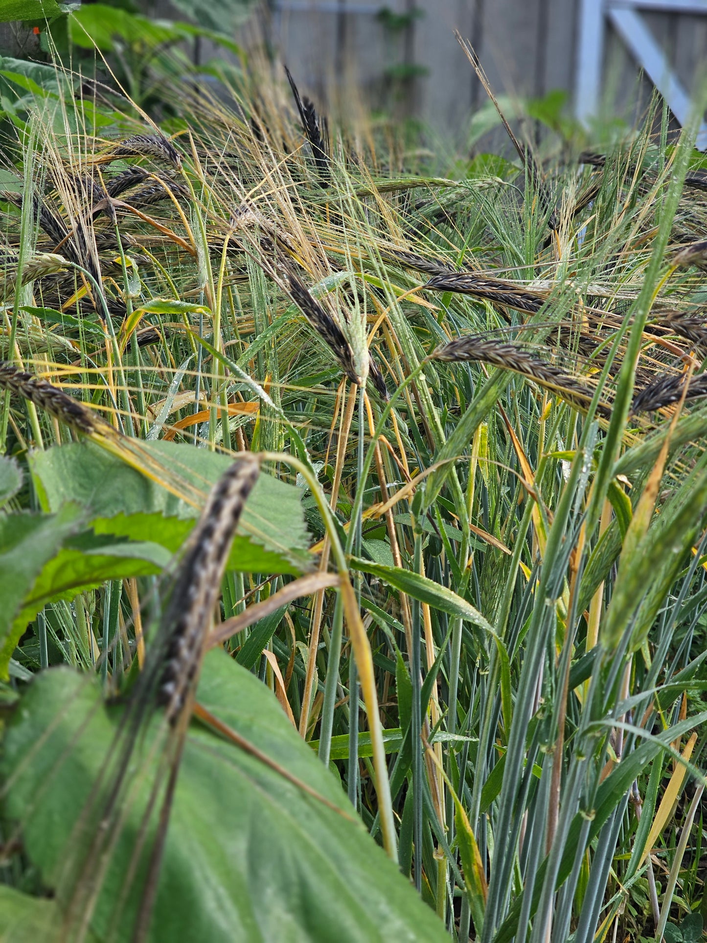 Black Hulless Barley Seeds.
