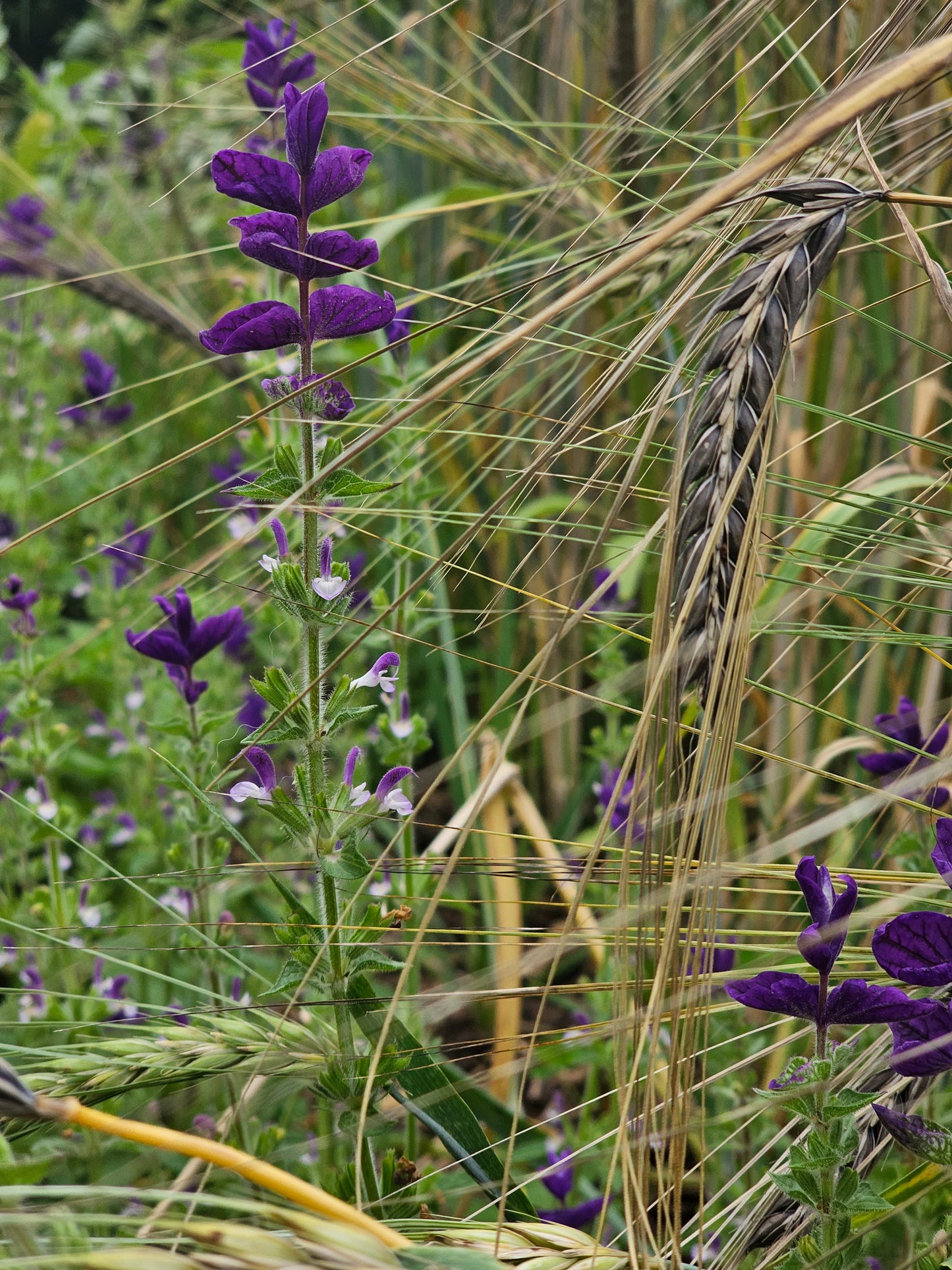 Black Hulless Barley Seeds.