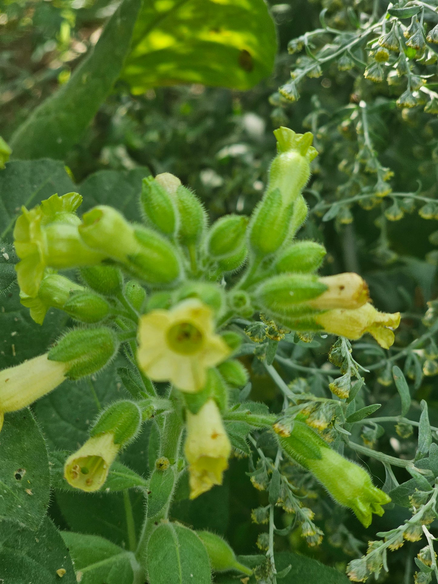 Aztec Tobacco. Nicotiana rustica Seeds.