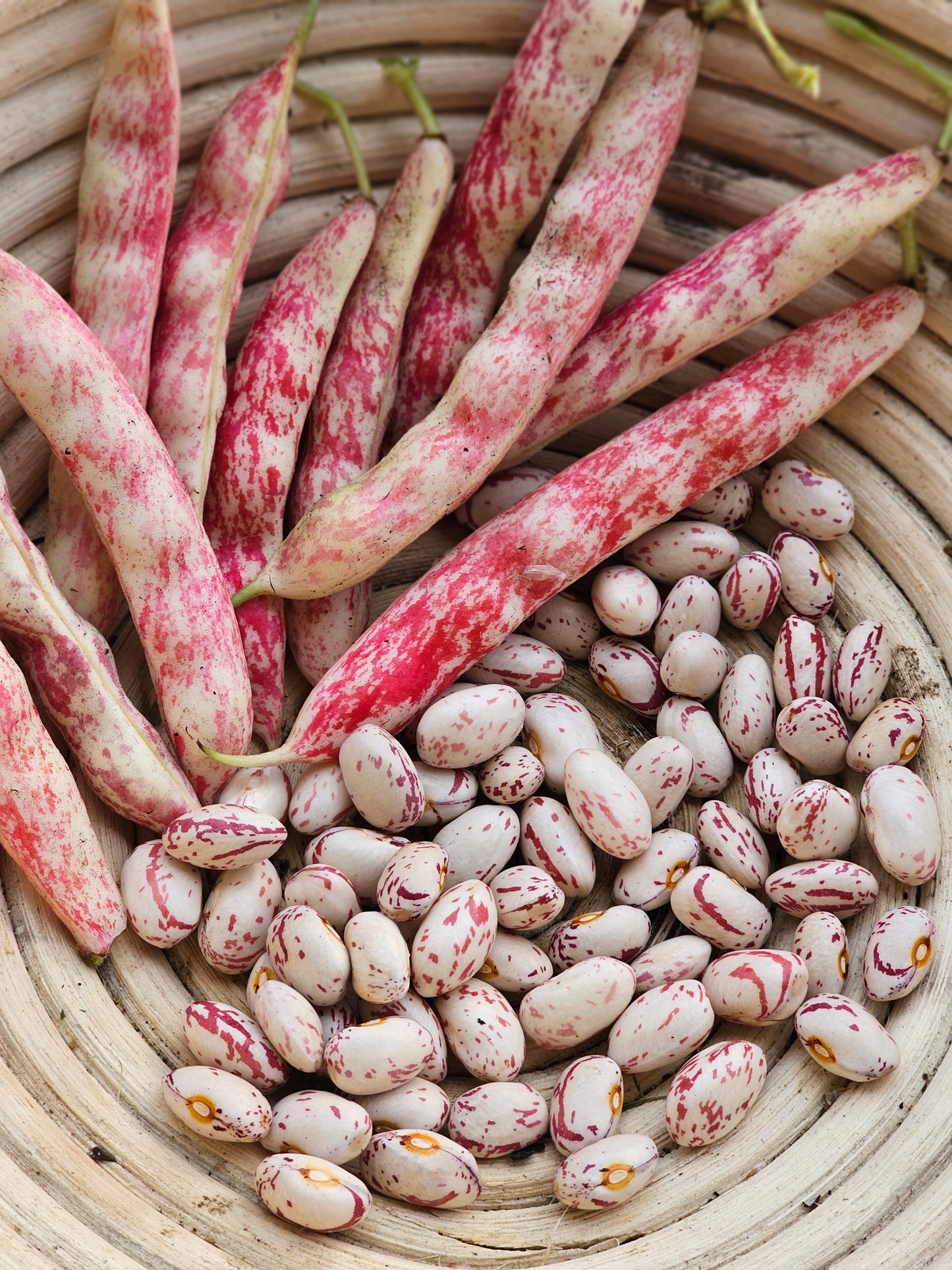 Heirloom Bean Seed Variety Pack.
