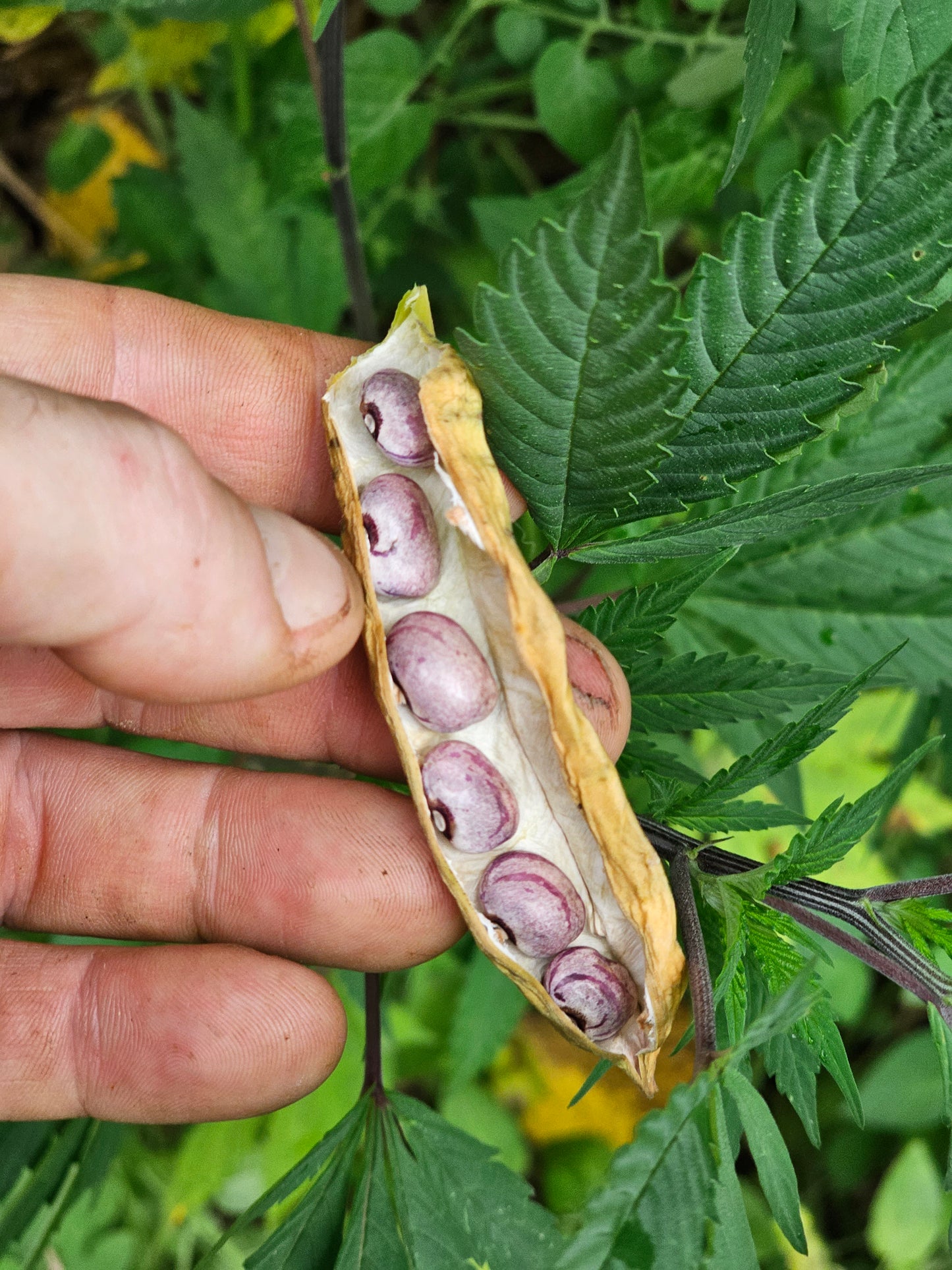 Forelle Fliederfarben Bean Seeds