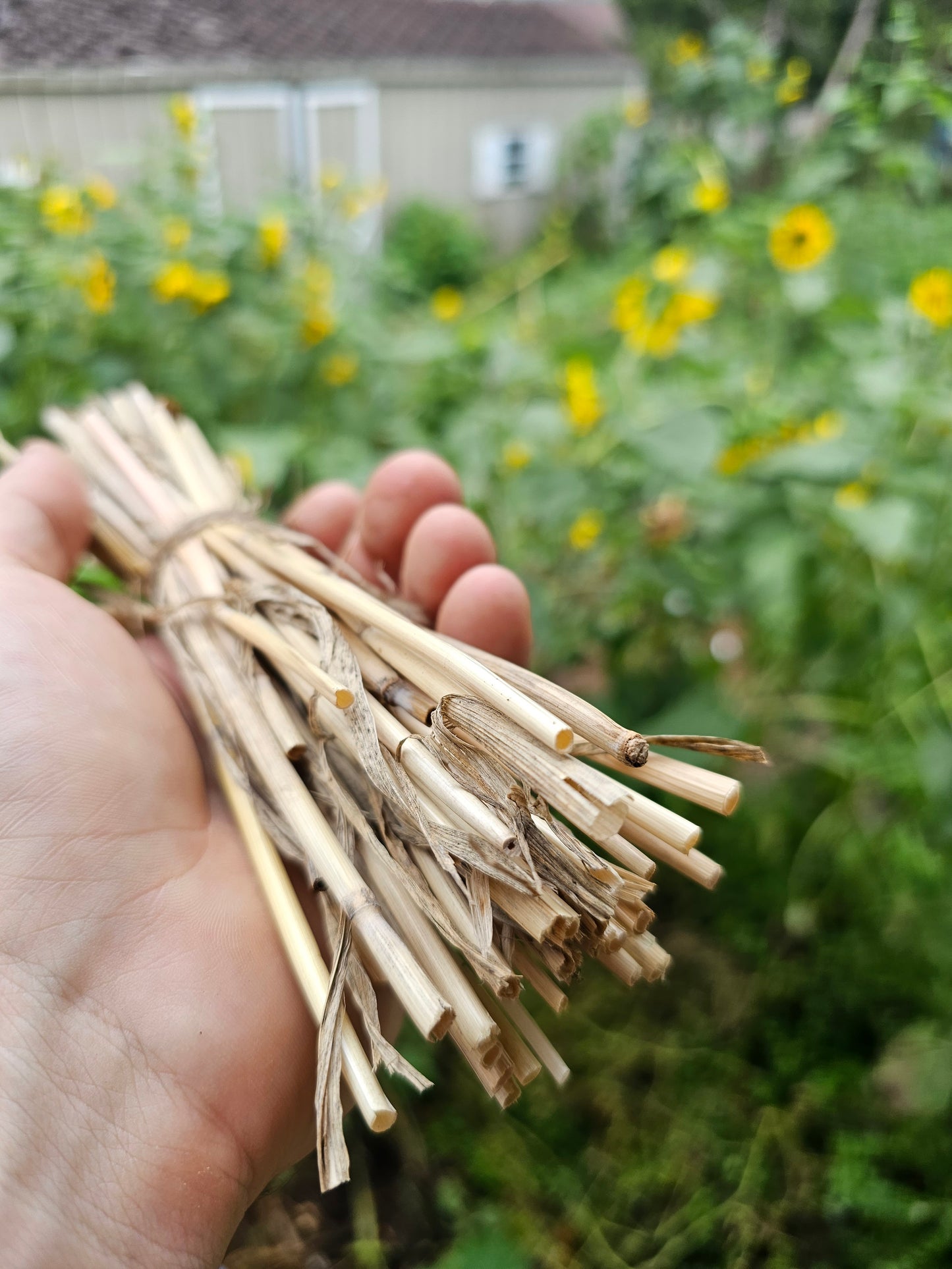 Black Hulless Barley Seeds.