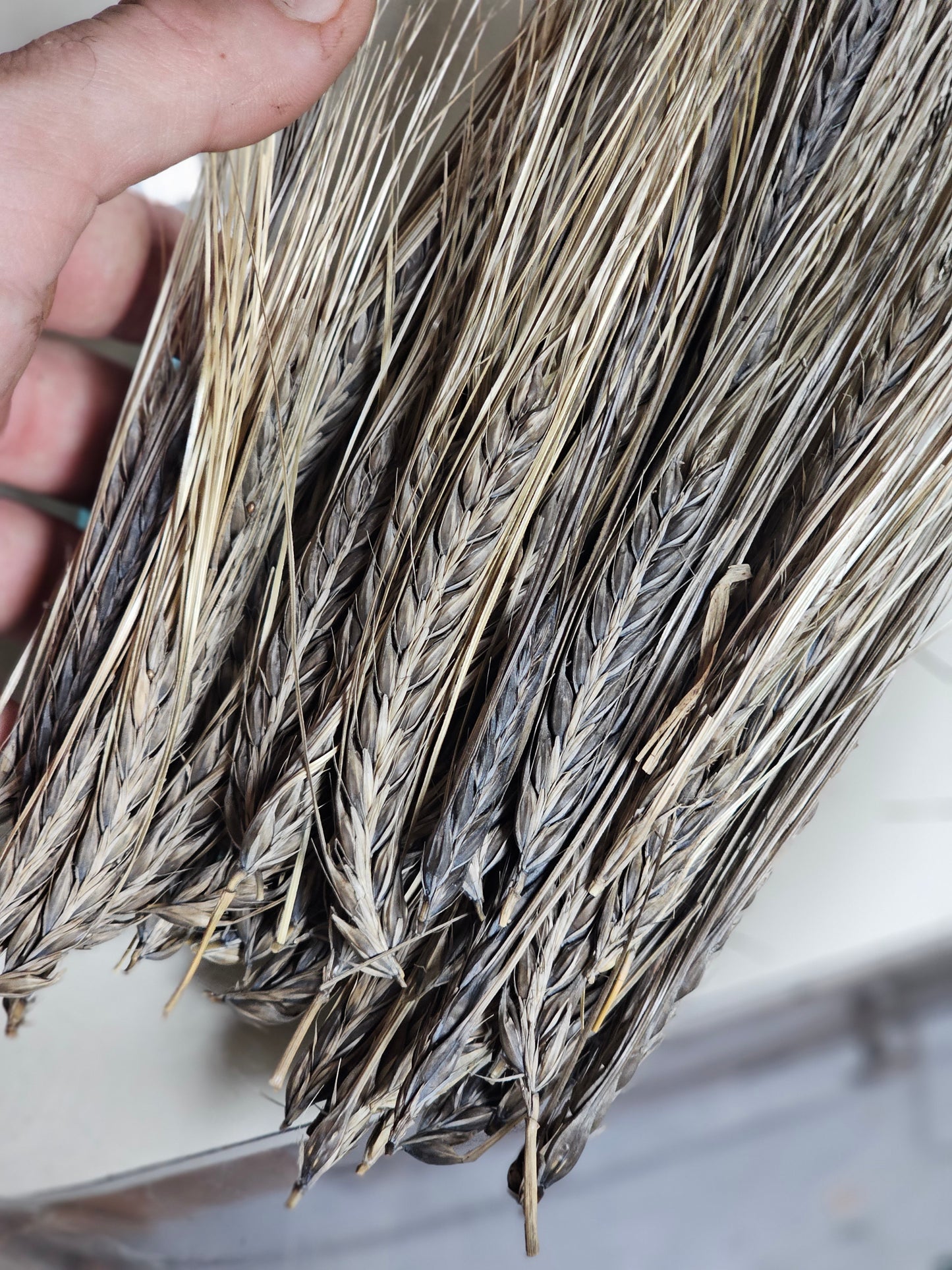 Black Hulless Barley Seeds.