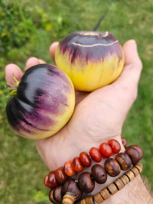 Sart Roloise Heirloom Tomato Seeds.
