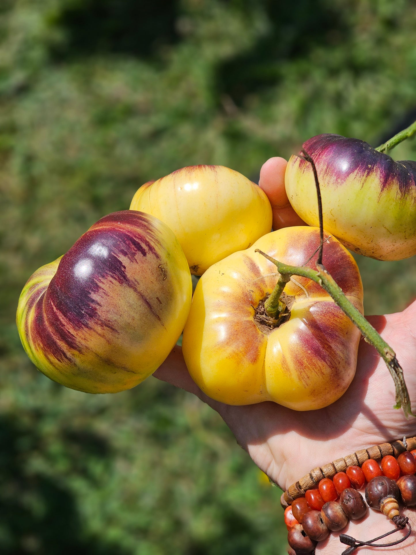 Sart Roloise Heirloom Tomato Seeds.