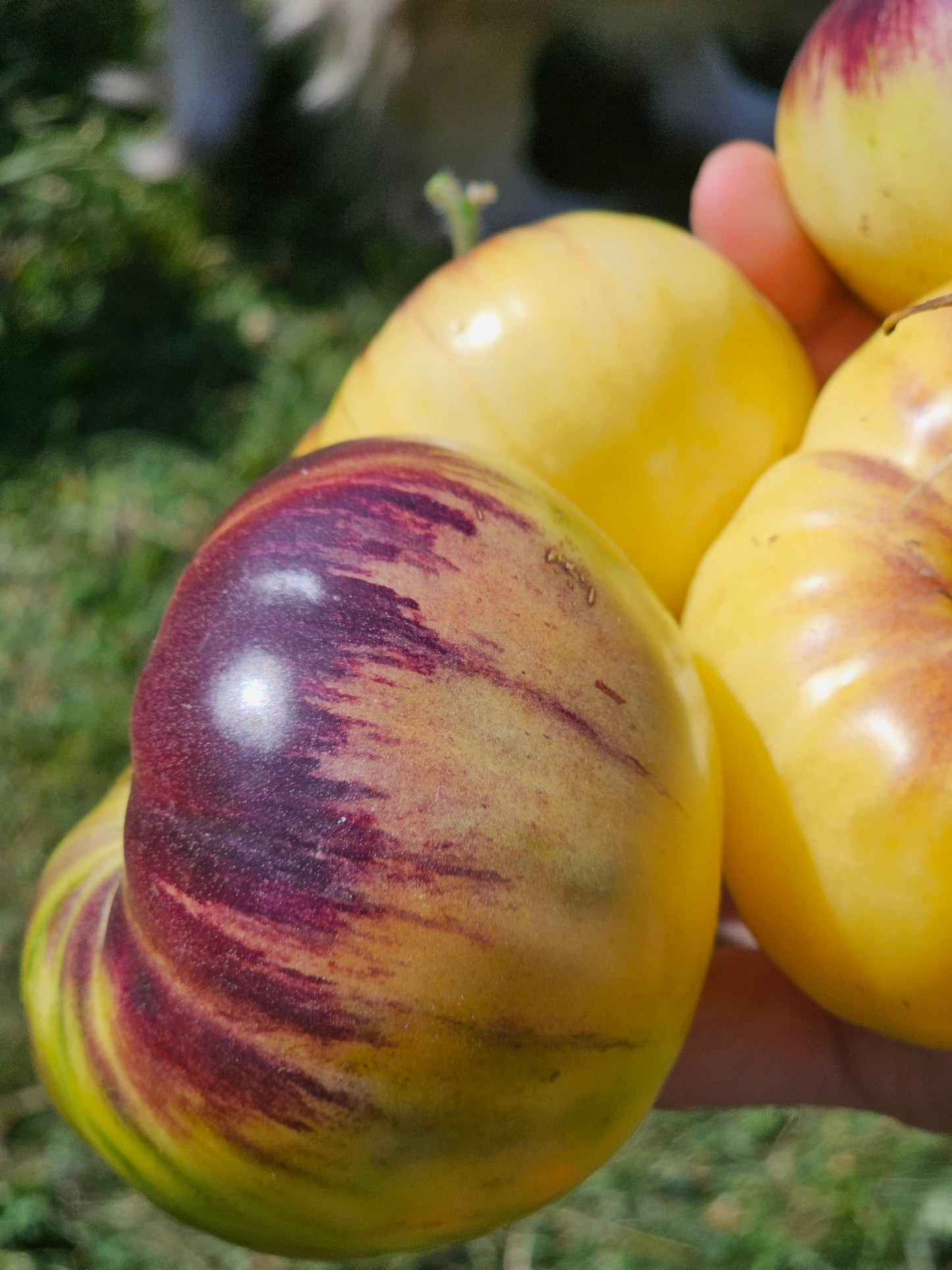 Sart Roloise Heirloom Tomato Seeds.