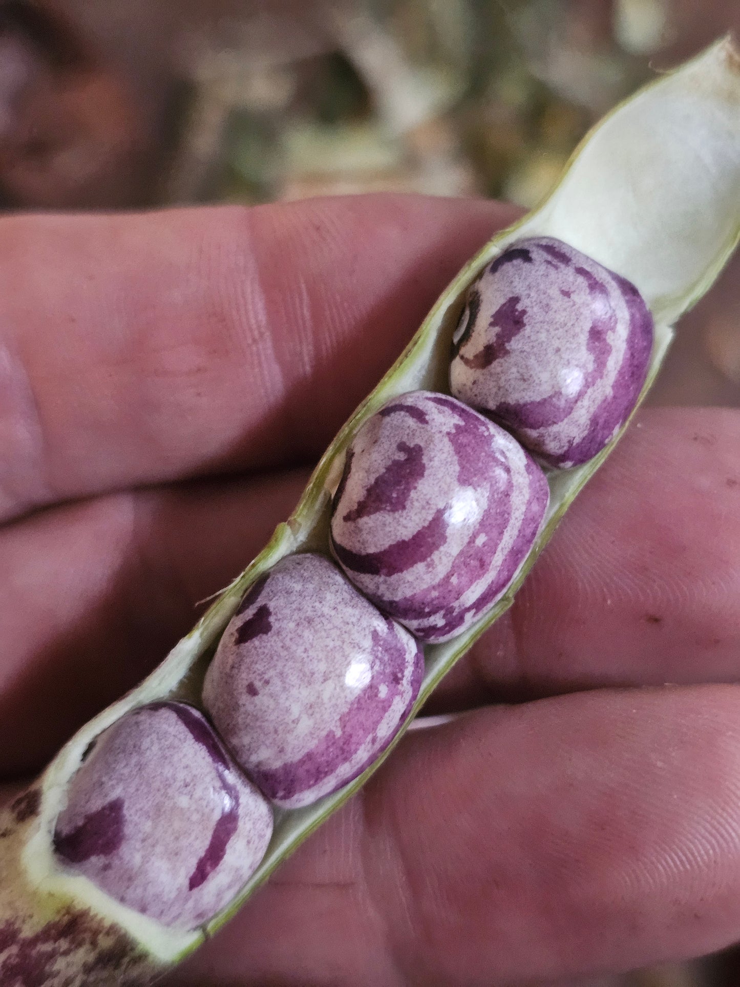 Forelle Fliederfarben Bean Seeds