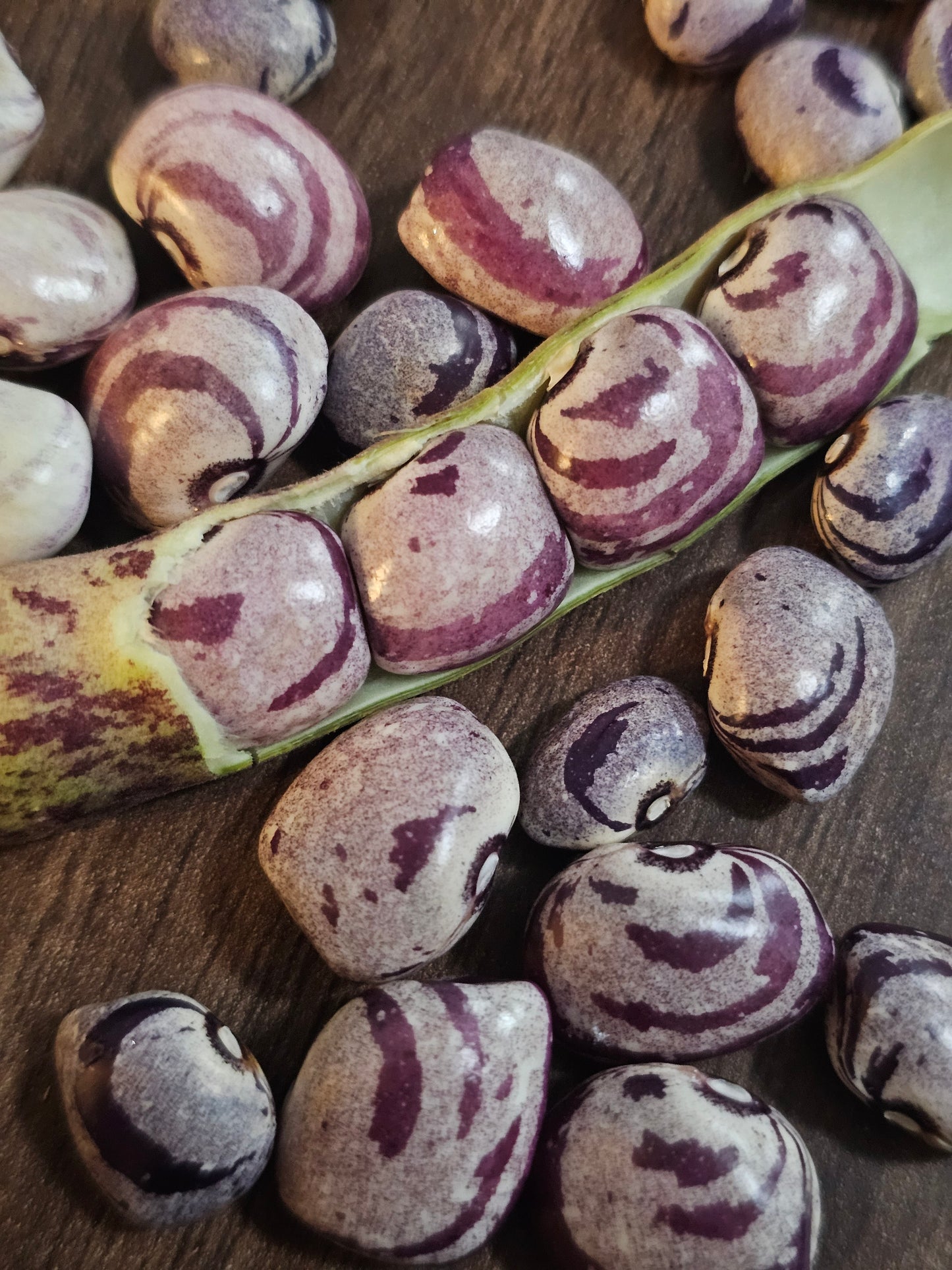 Heirloom Bean Seed Variety Pack.