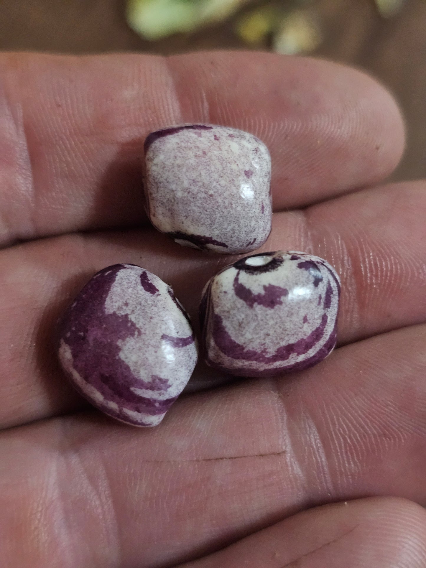 Forelle Fliederfarben Bean Seeds