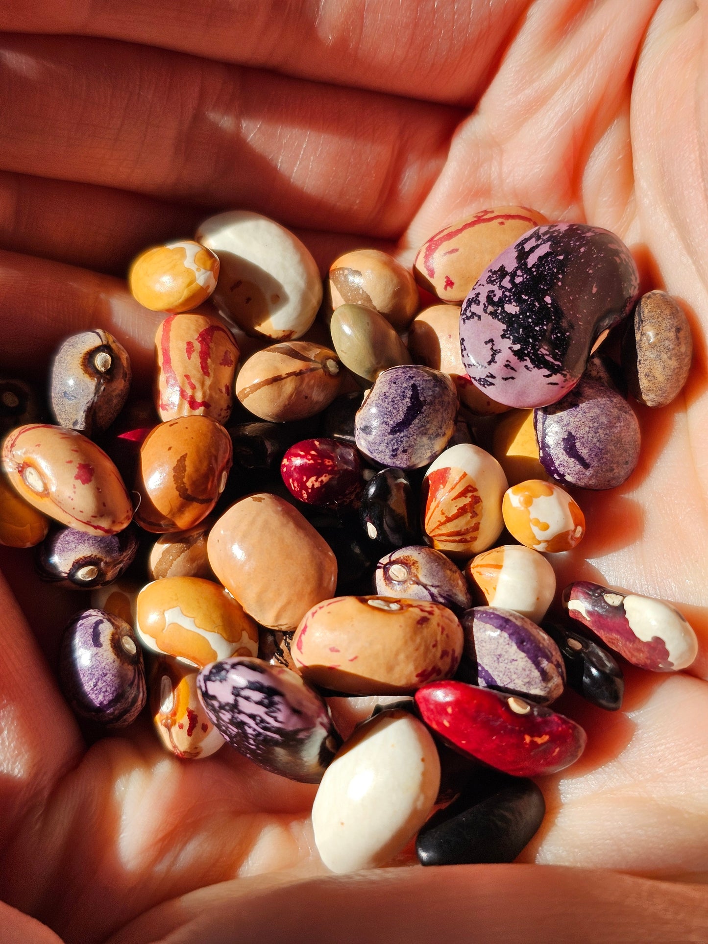 Heirloom Bean Seed Variety Pack.