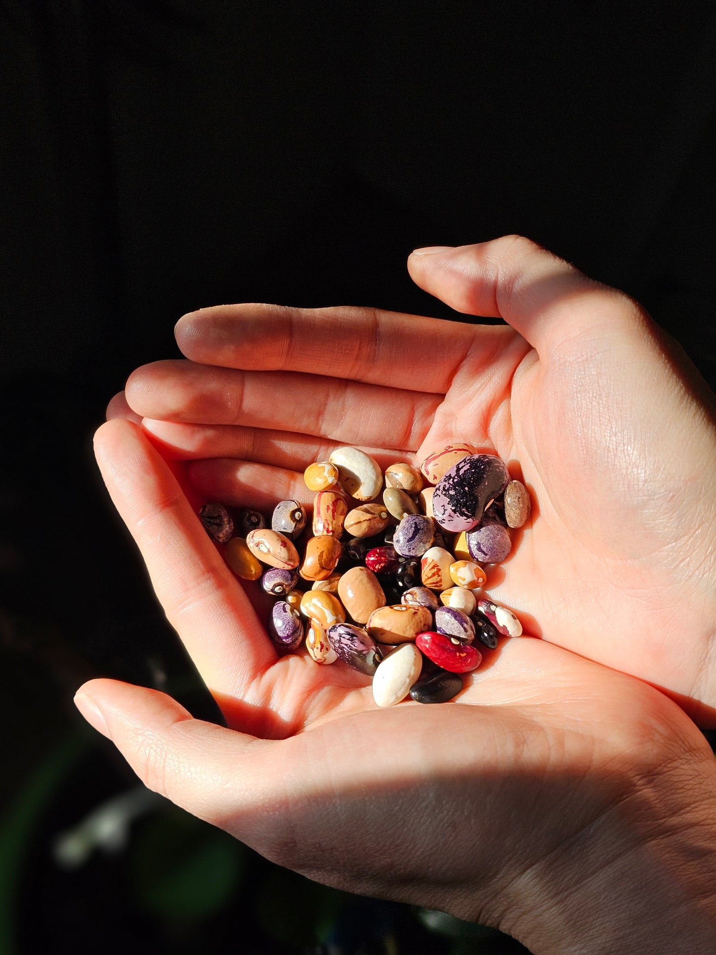 Heirloom Bean Seed Variety Pack.
