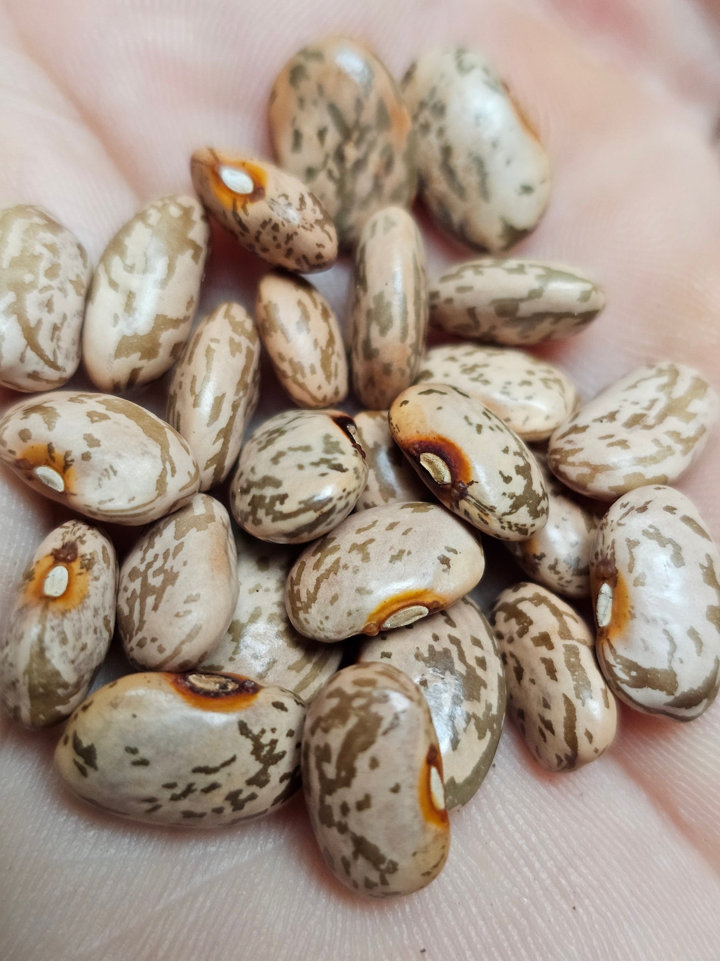 Rarámuri Mantequilla Bean Seeds