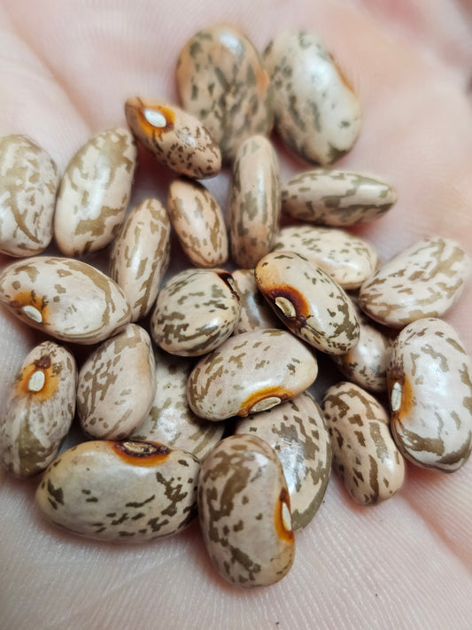Rarámuri Mantequilla Bean Seeds