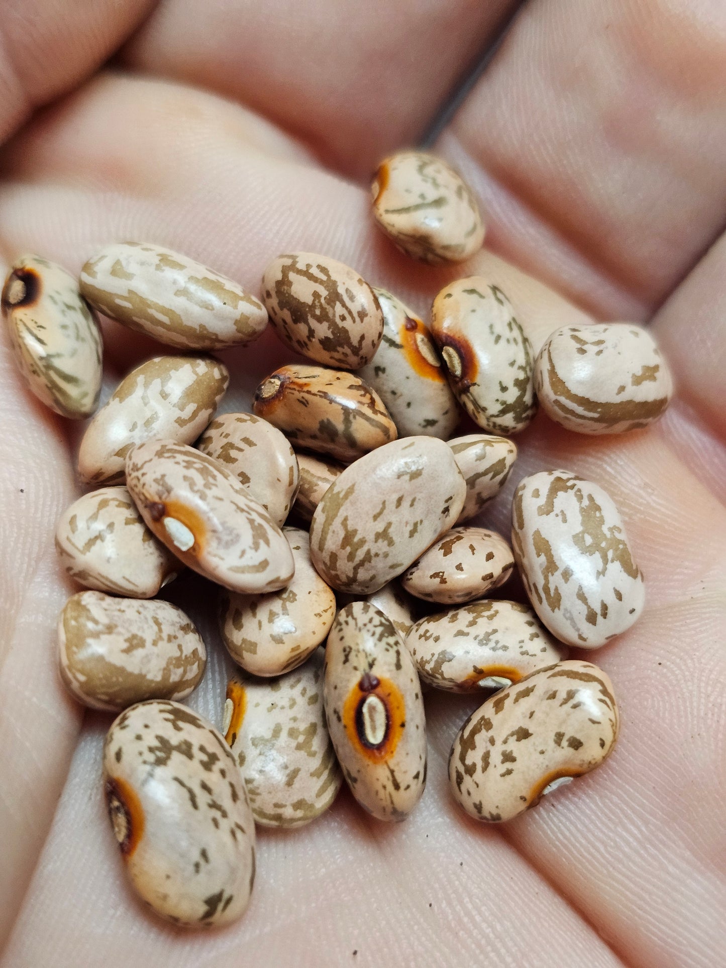 Rarámuri Mantequilla Bean Seeds