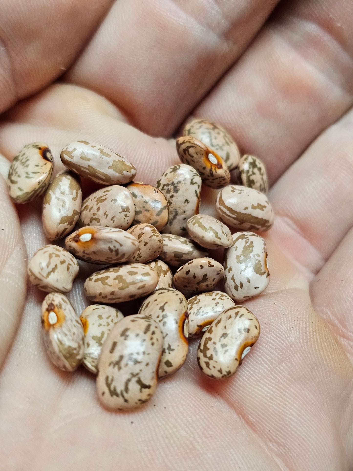 Rarámuri Mantequilla Bean Seeds