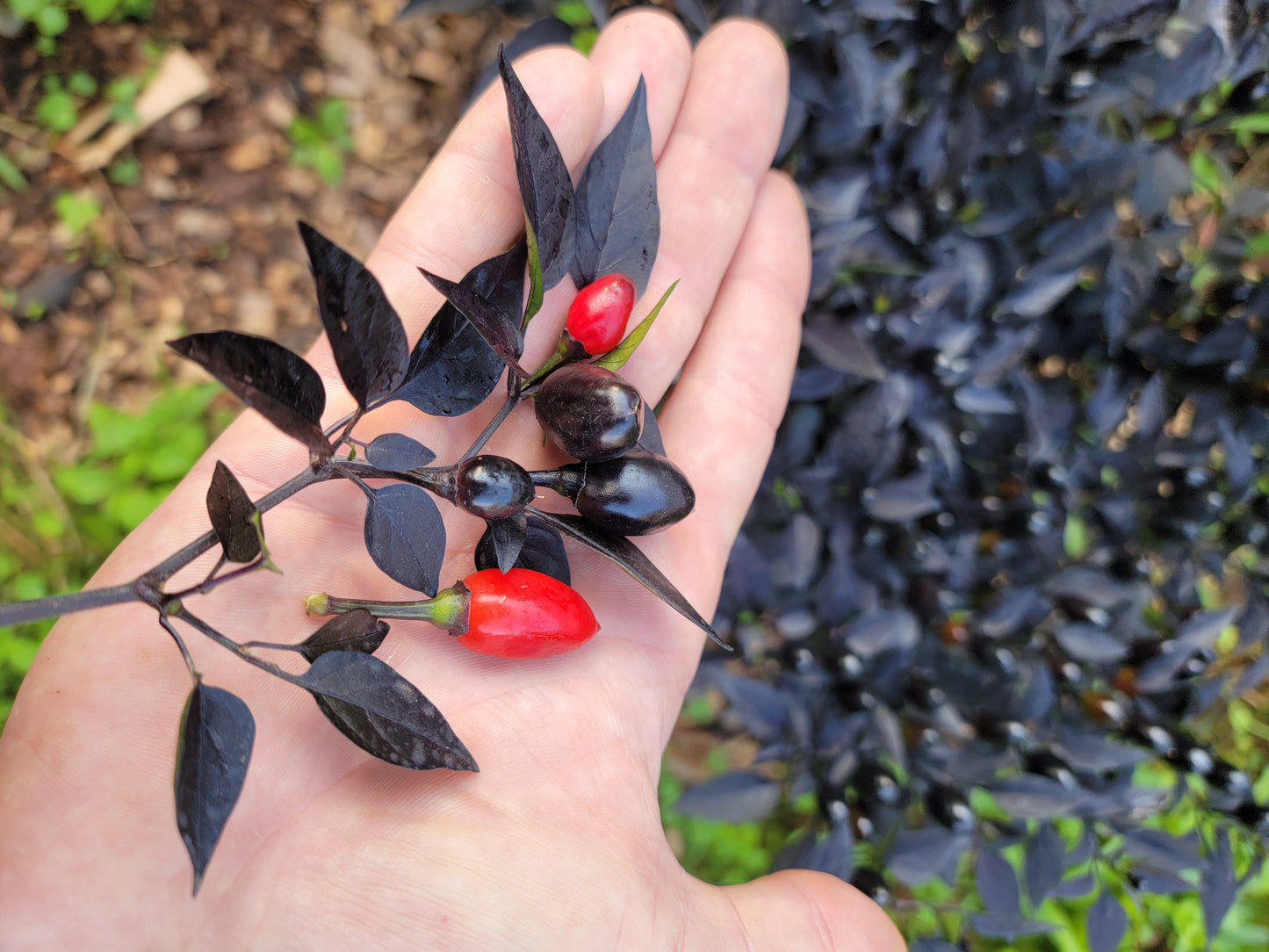 Black Pearl Pepper Seeds.
