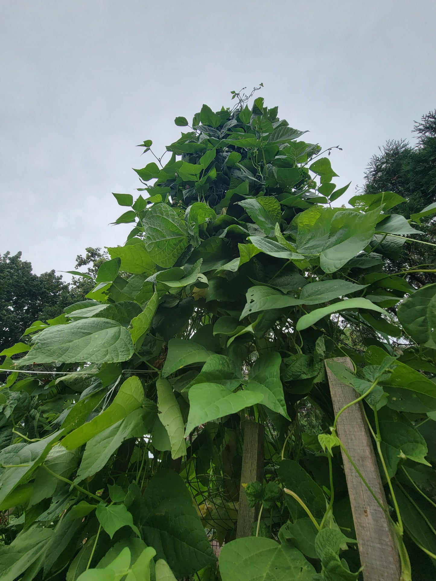 Cherokee Trail of Tears Bean Seeds.