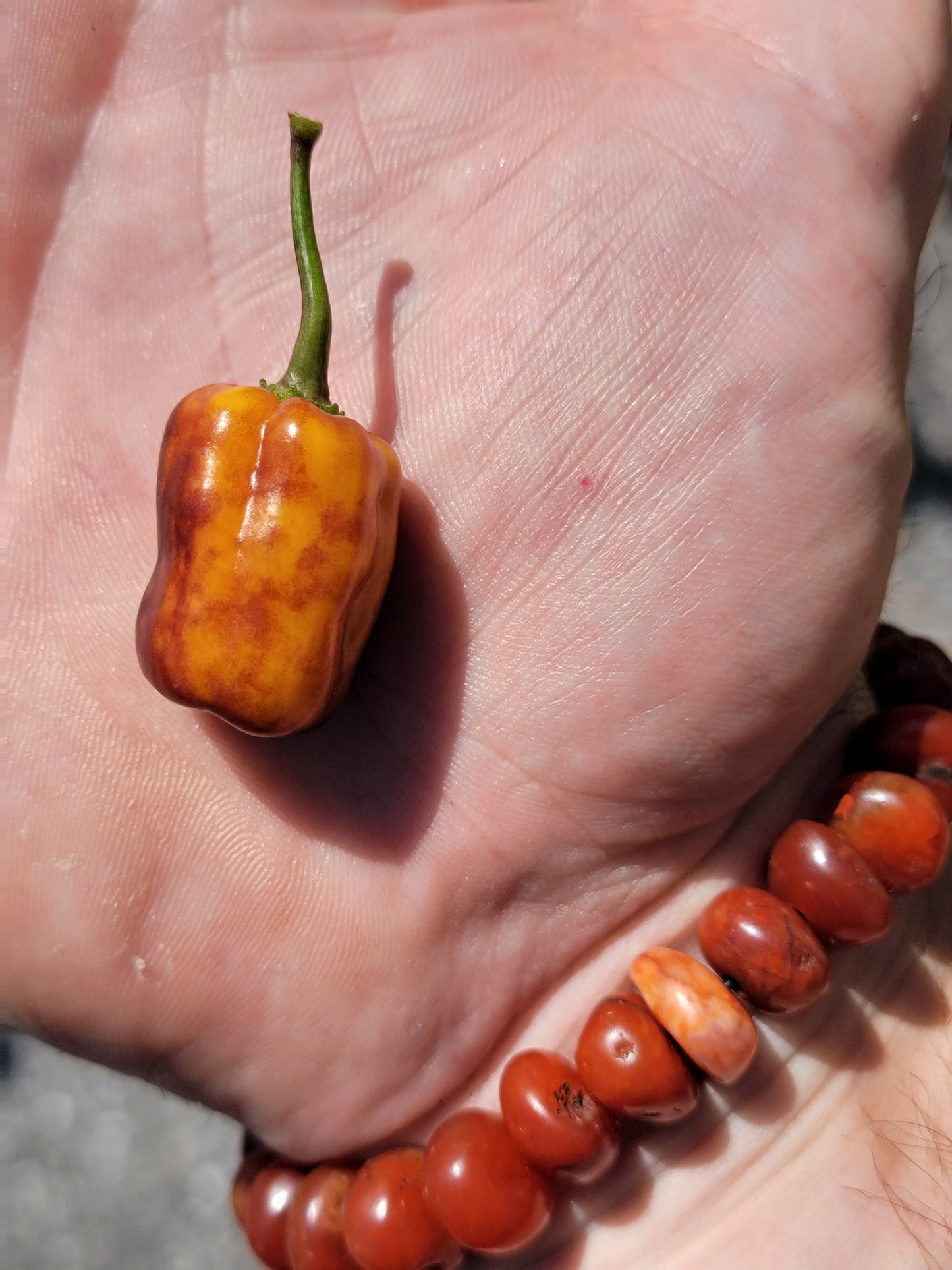 Puma Pepper Seeds.