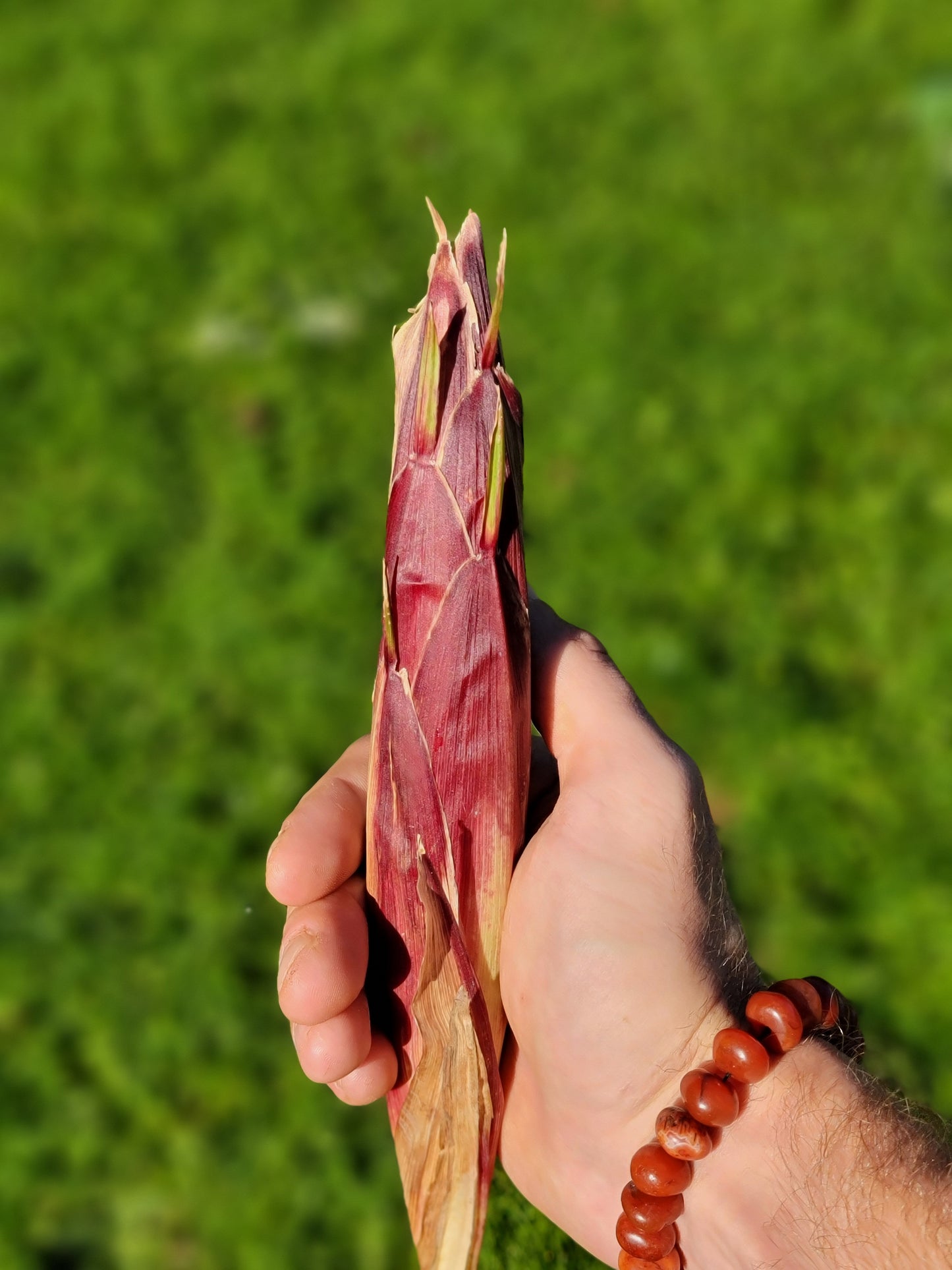 Glass Gem Corn Seeds (Purple Pheno).