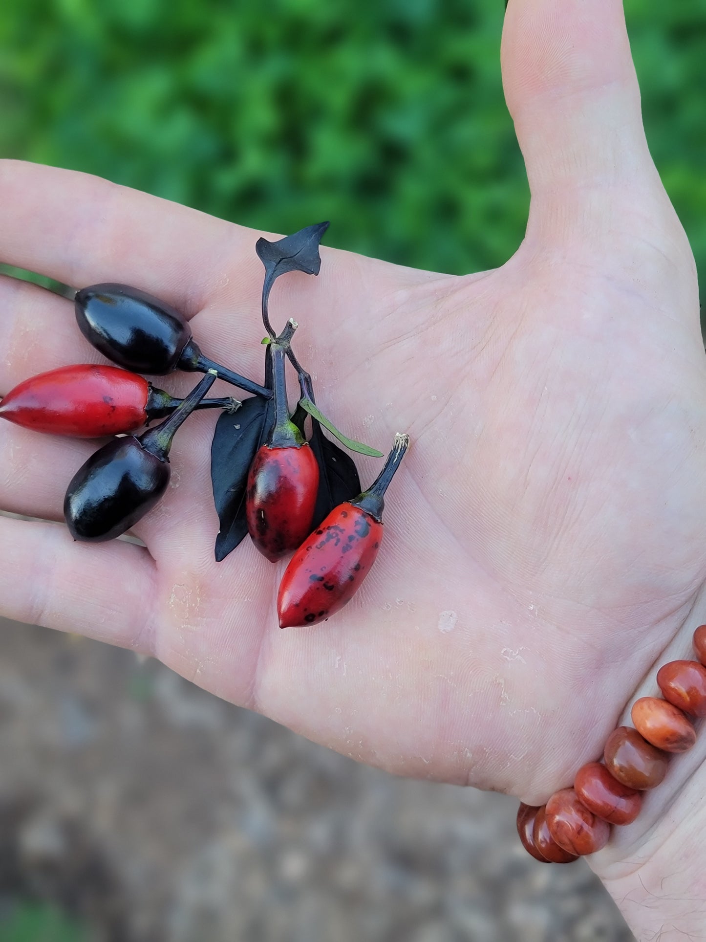 Black Pearl Pepper Seeds.