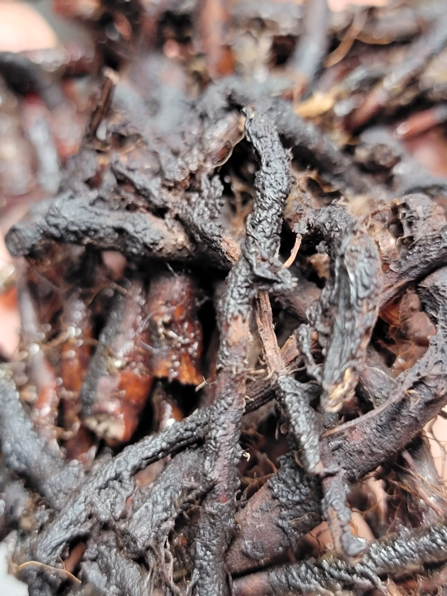 Red Leaf He Shou Wu Live Plant - Polygonum multiflorum.