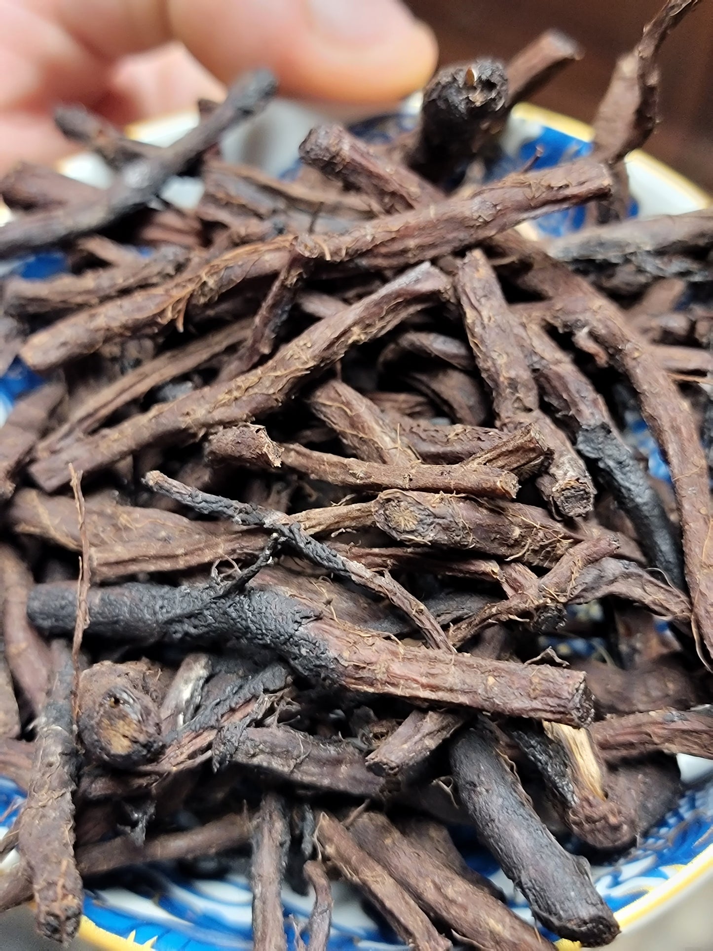 Red Leaf He Shou Wu Live Plant - Polygonum multiflorum.
