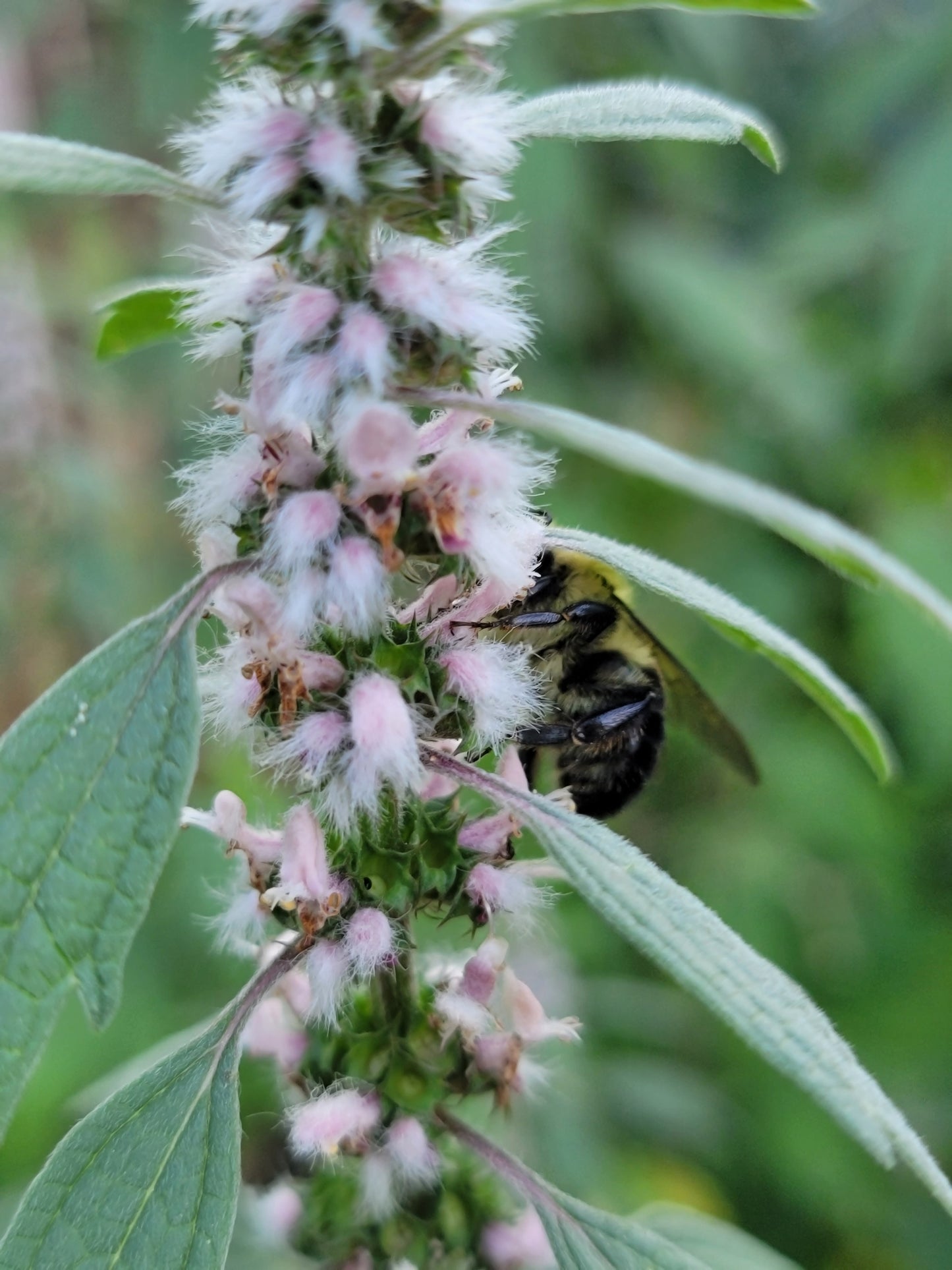 Leonurus Cardiaca. Motherwort Seeds.