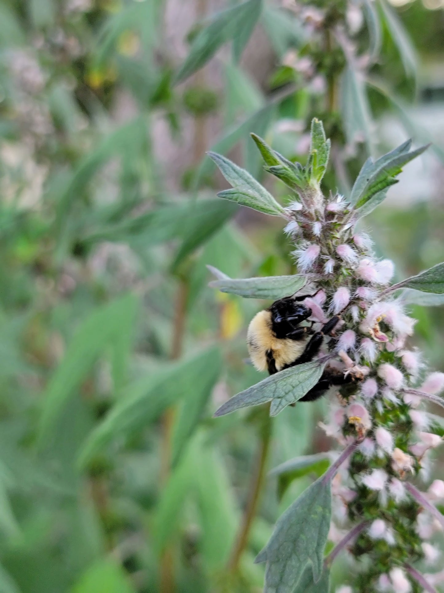 Leonurus Cardiaca. Motherwort Seeds.