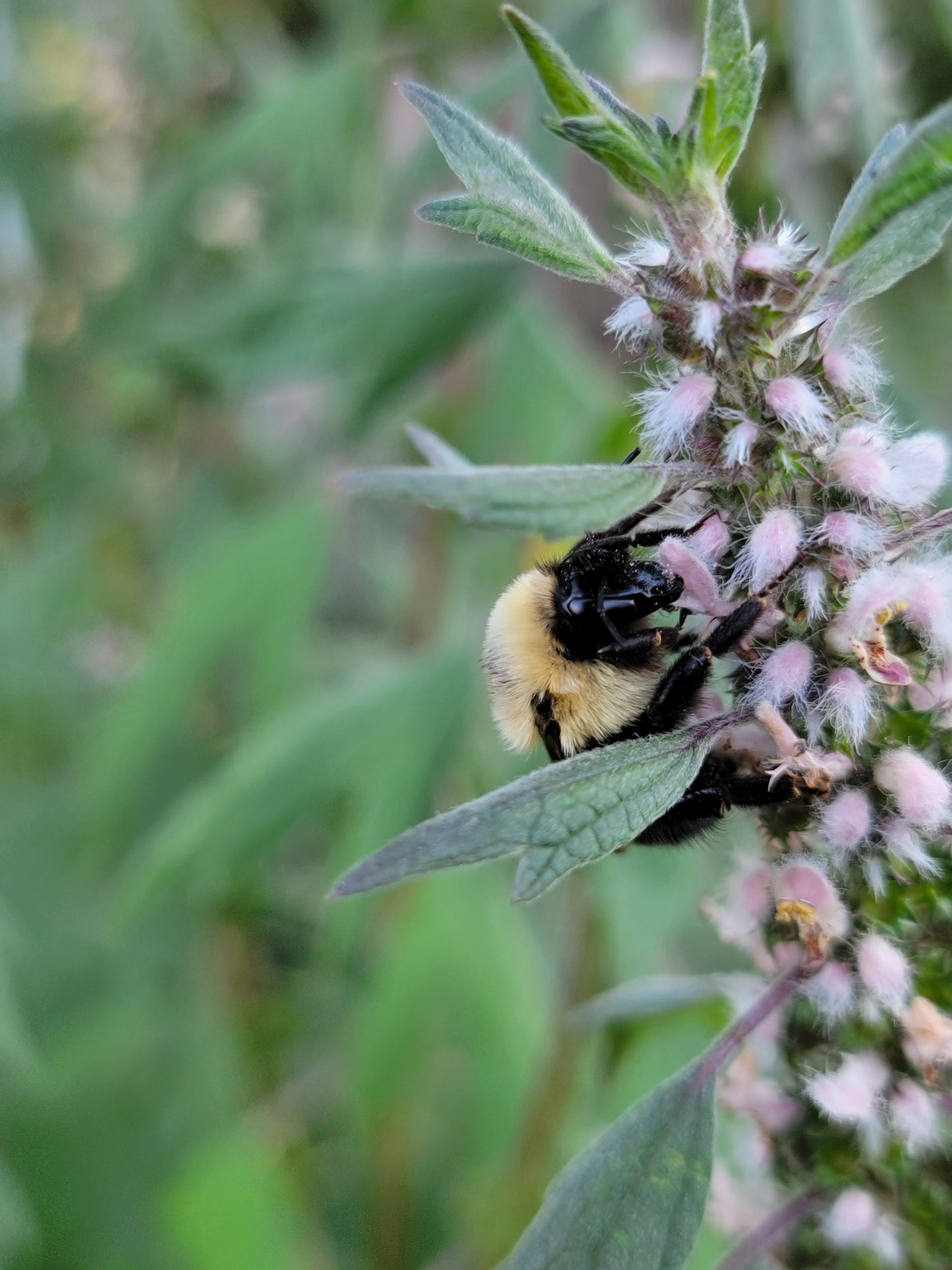 Leonurus Cardiaca. Motherwort Seeds.
