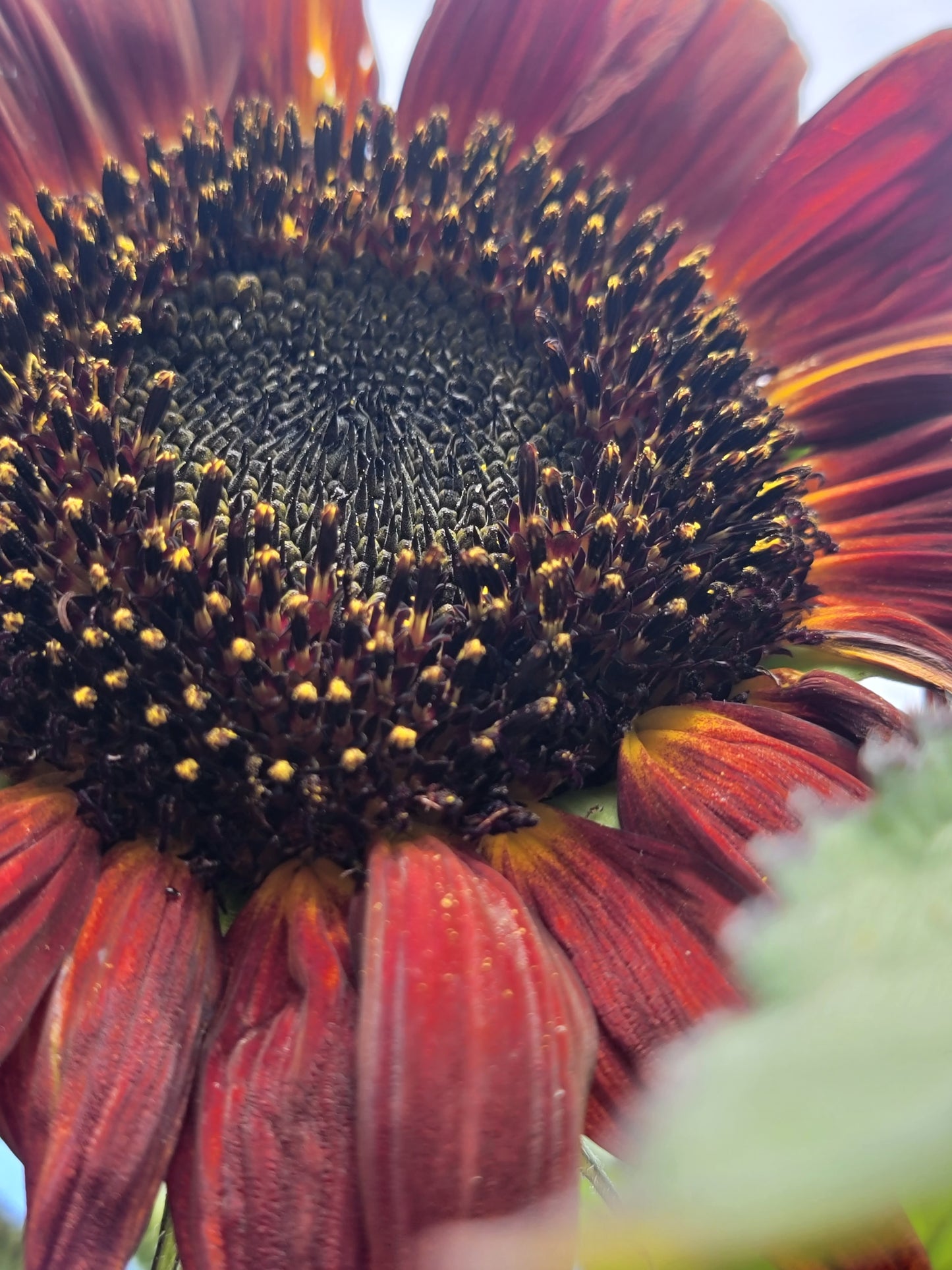 Red Sunflower Seeds.