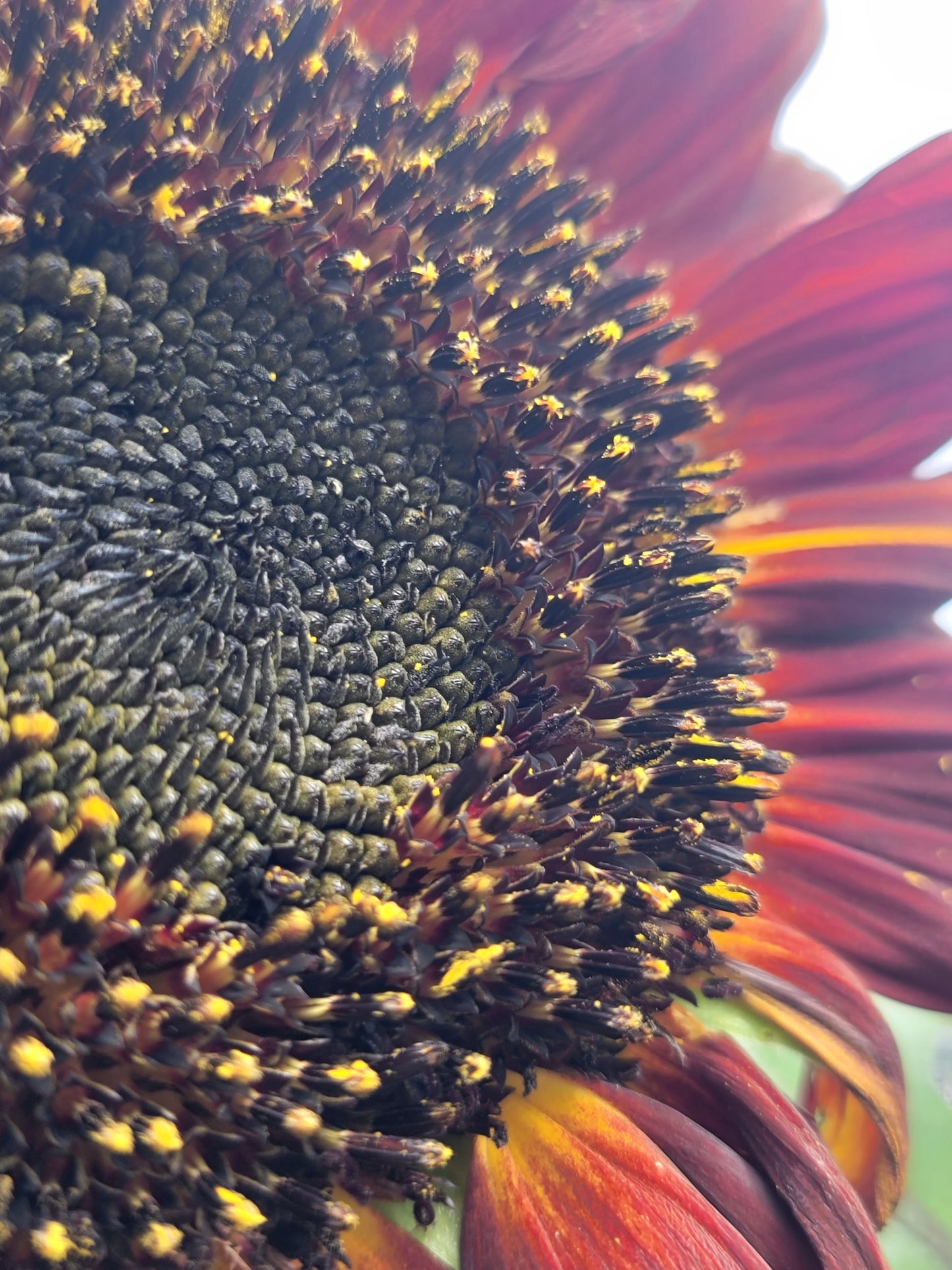 Red Sunflower Seeds.