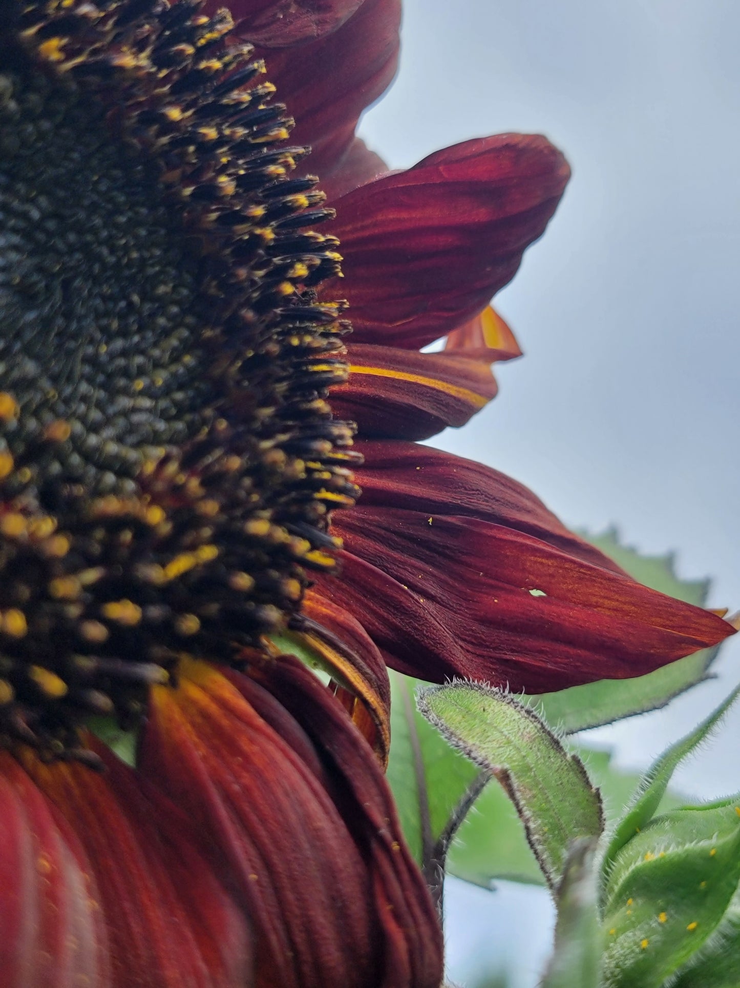 Red Sunflower Seeds.