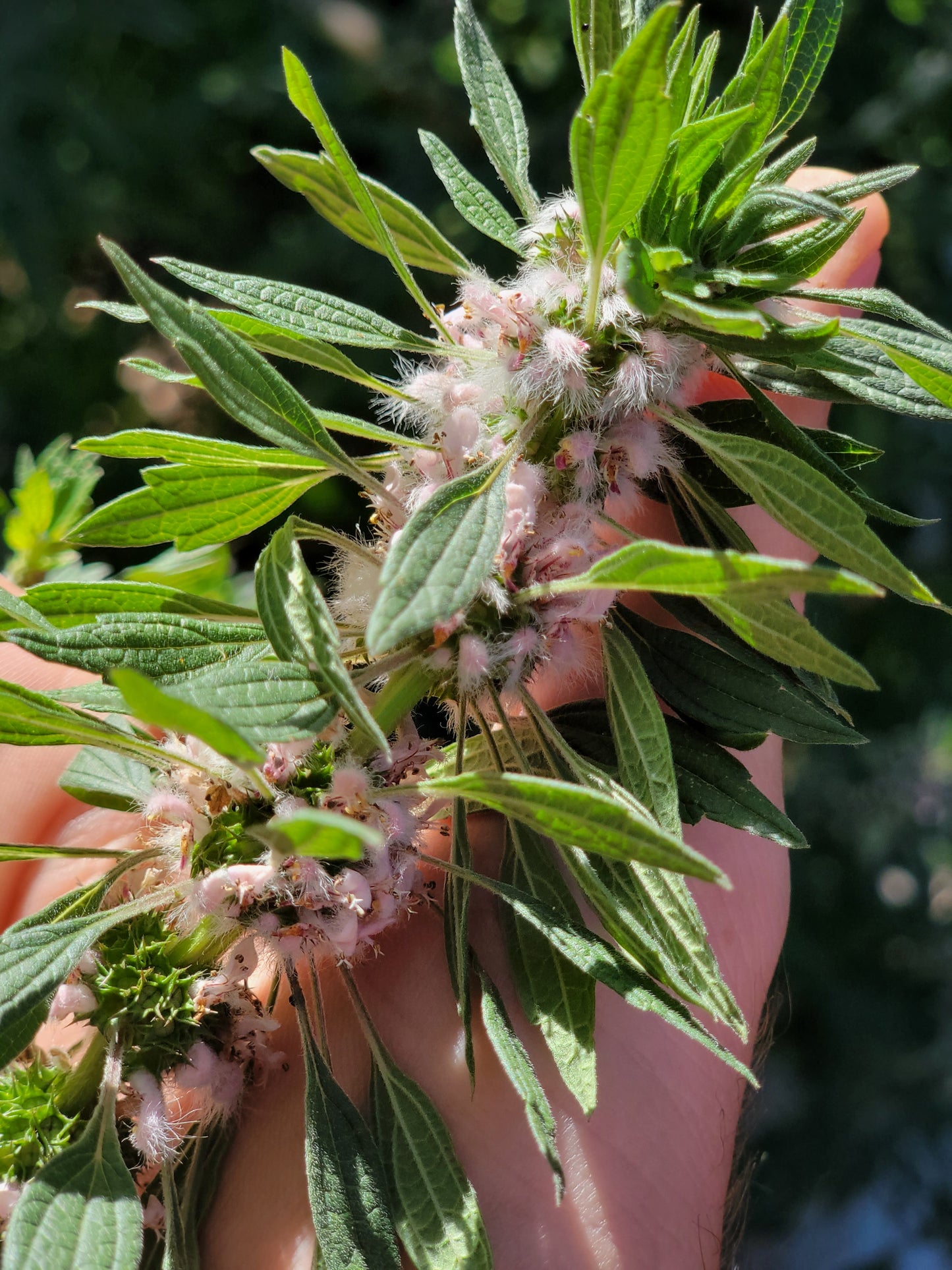 Leonurus Cardiaca. Motherwort Seeds.