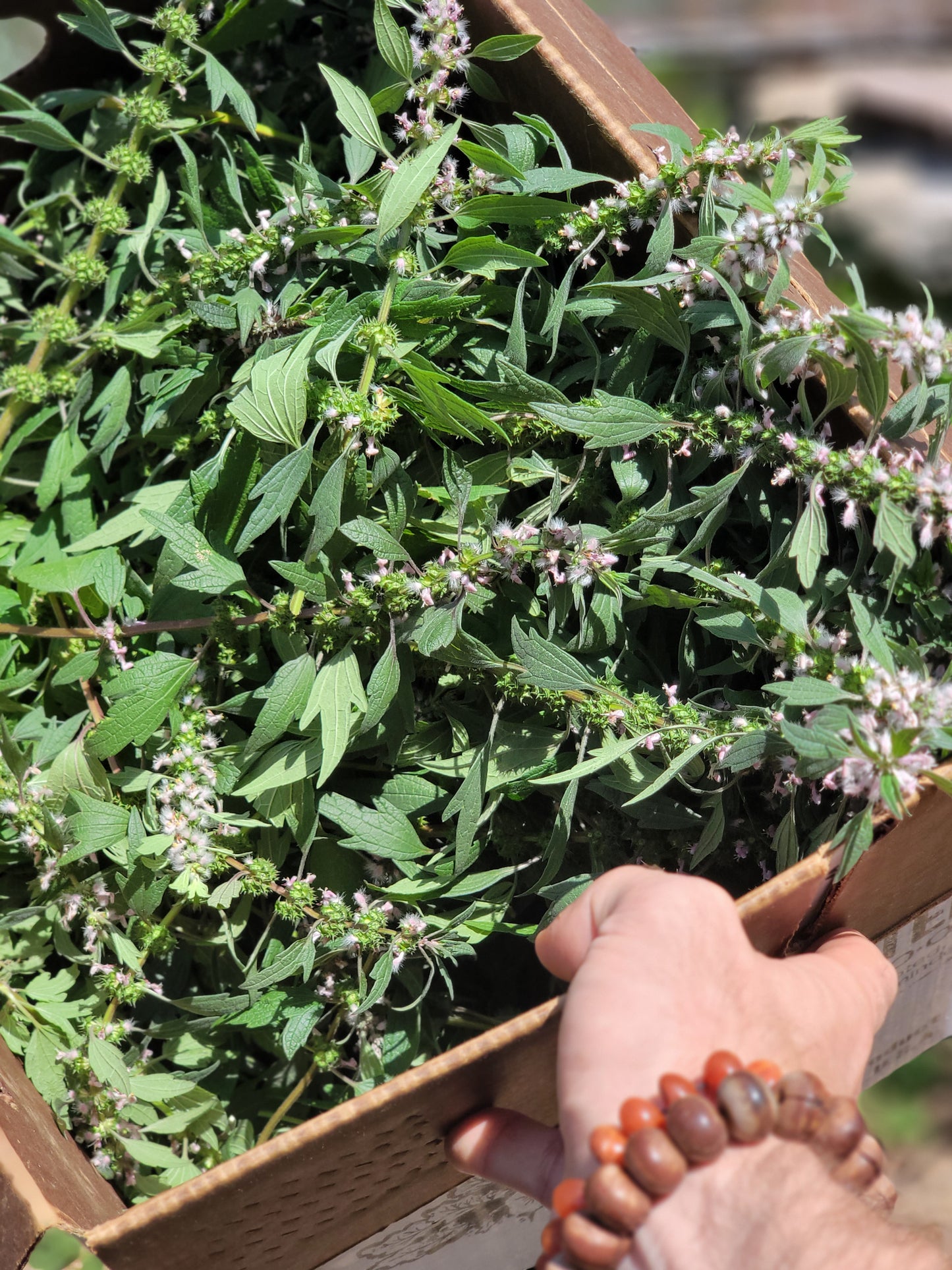 Leonurus Cardiaca. Motherwort Seeds.
