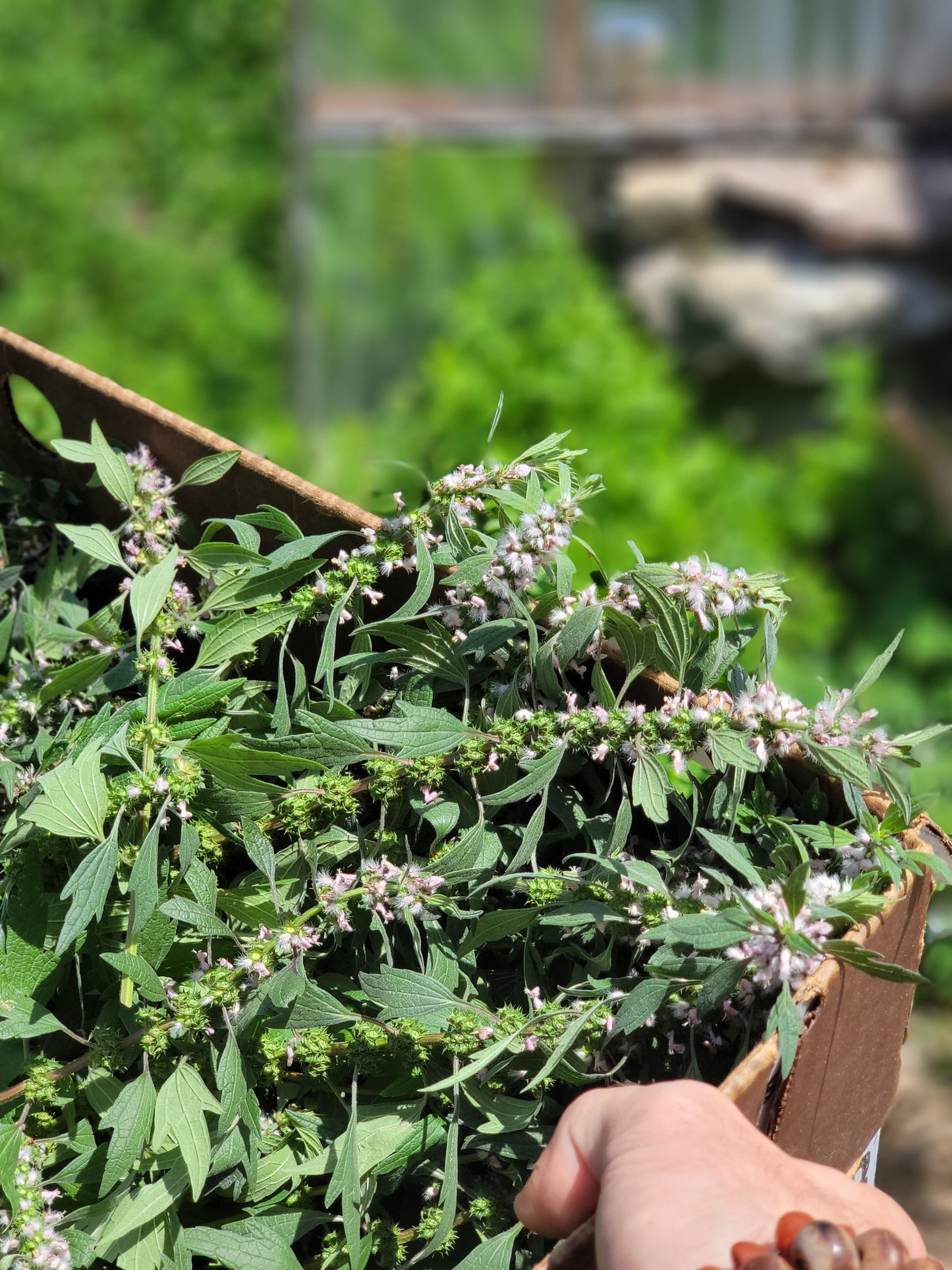 Leonurus Cardiaca. Motherwort Seeds.
