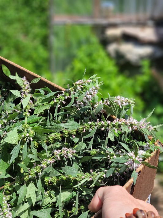 Leonurus Cardiaca. Motherwort Seeds.