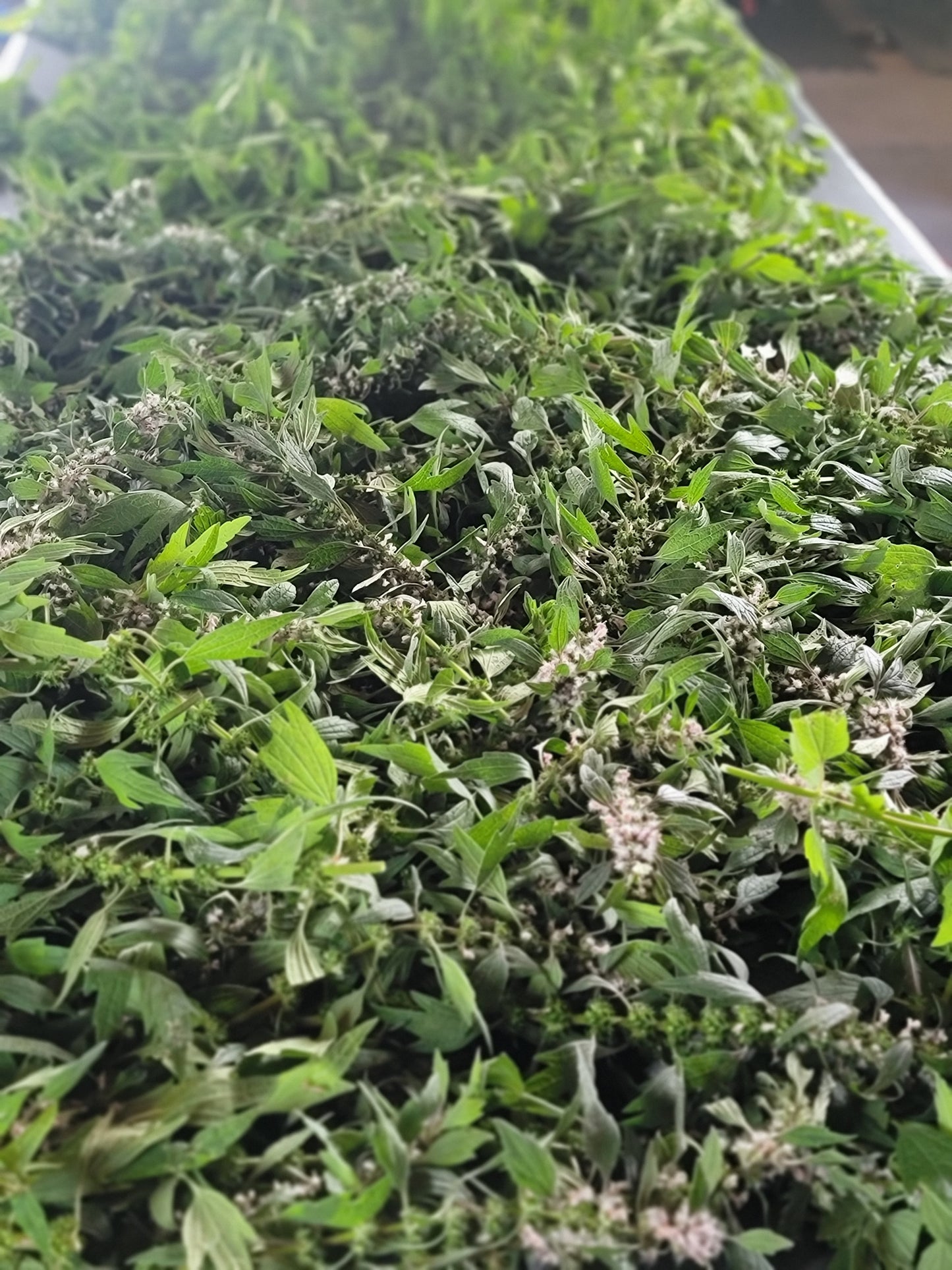 Leonurus Cardiaca. Motherwort Seeds.