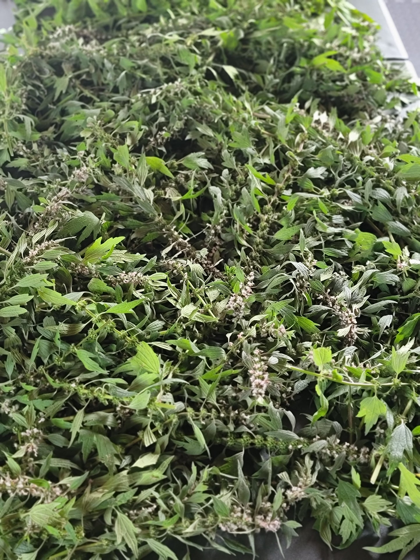 Leonurus Cardiaca. Motherwort Seeds.