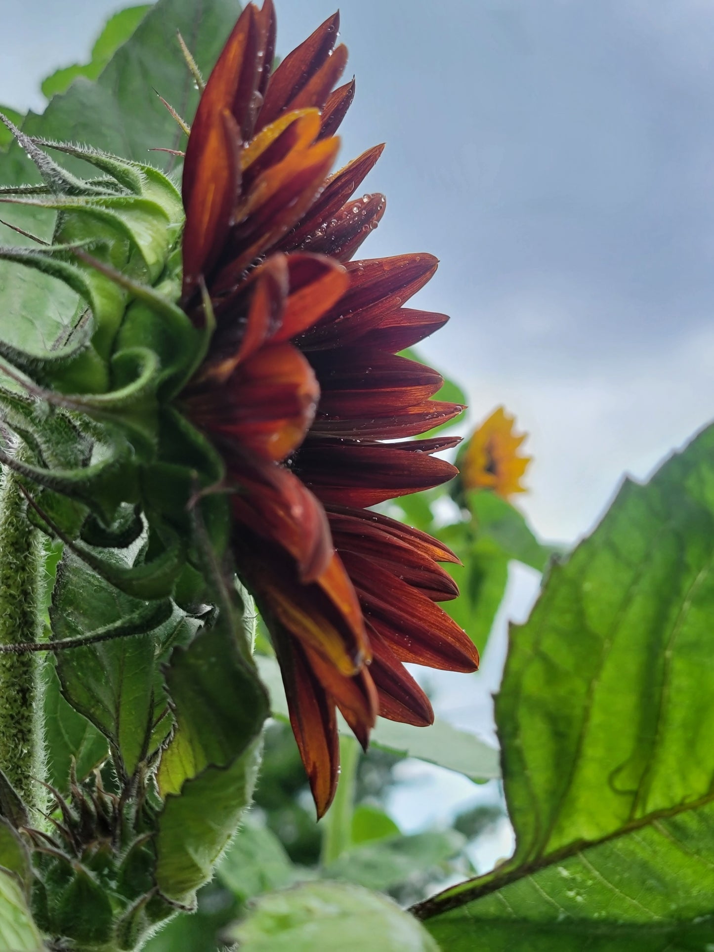 Red Sunflower Seeds.