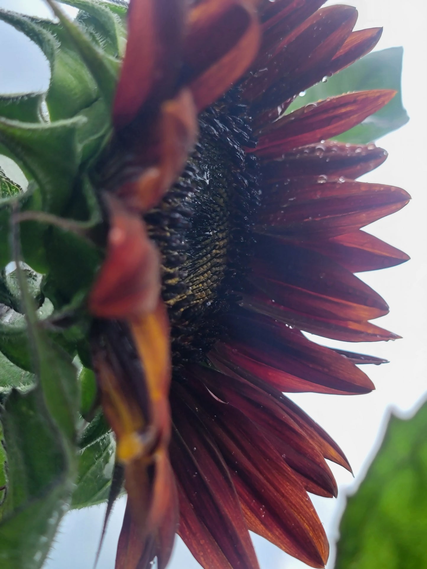 Red Sunflower Seeds.