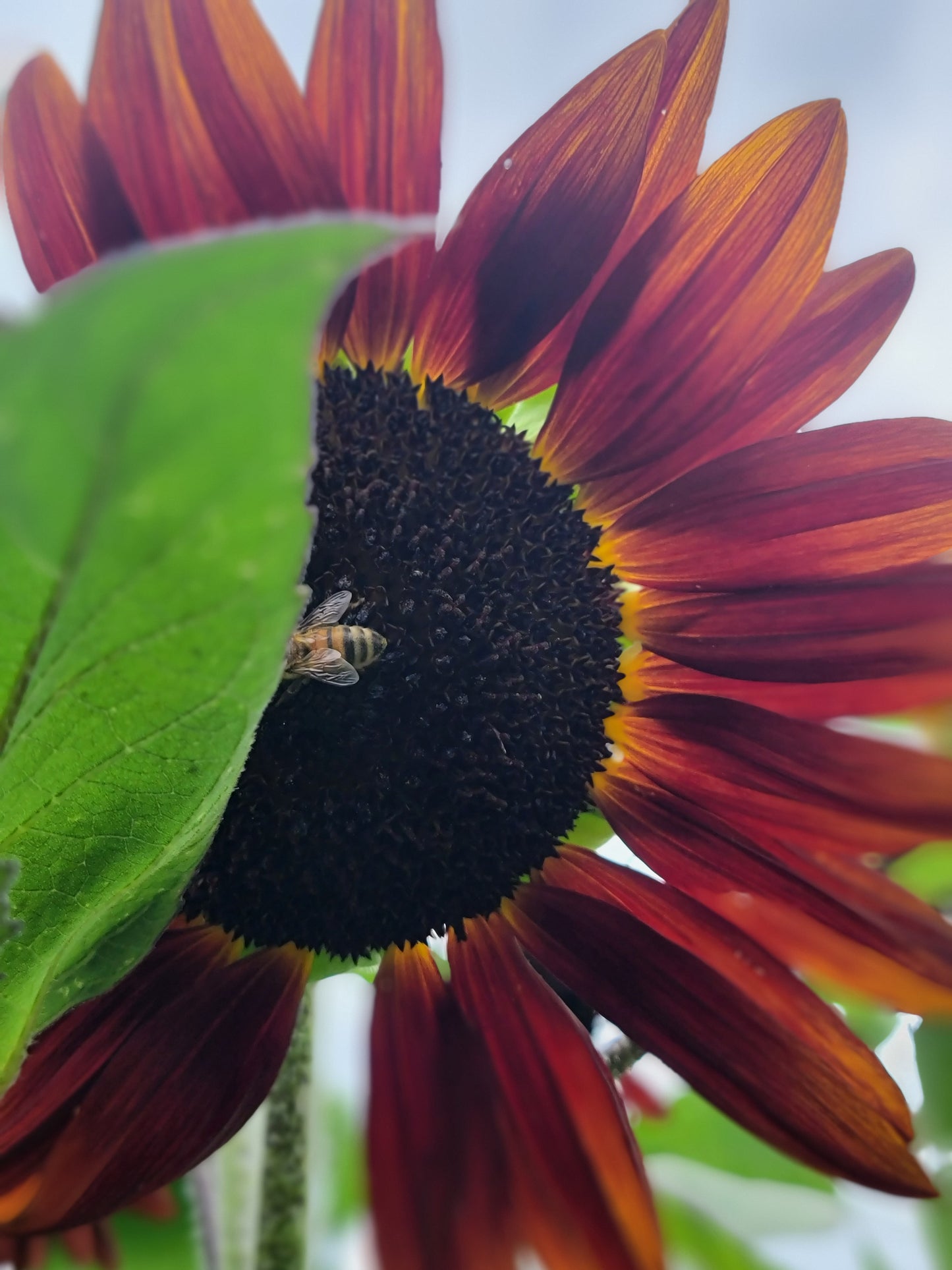 Red Sunflower Seeds.